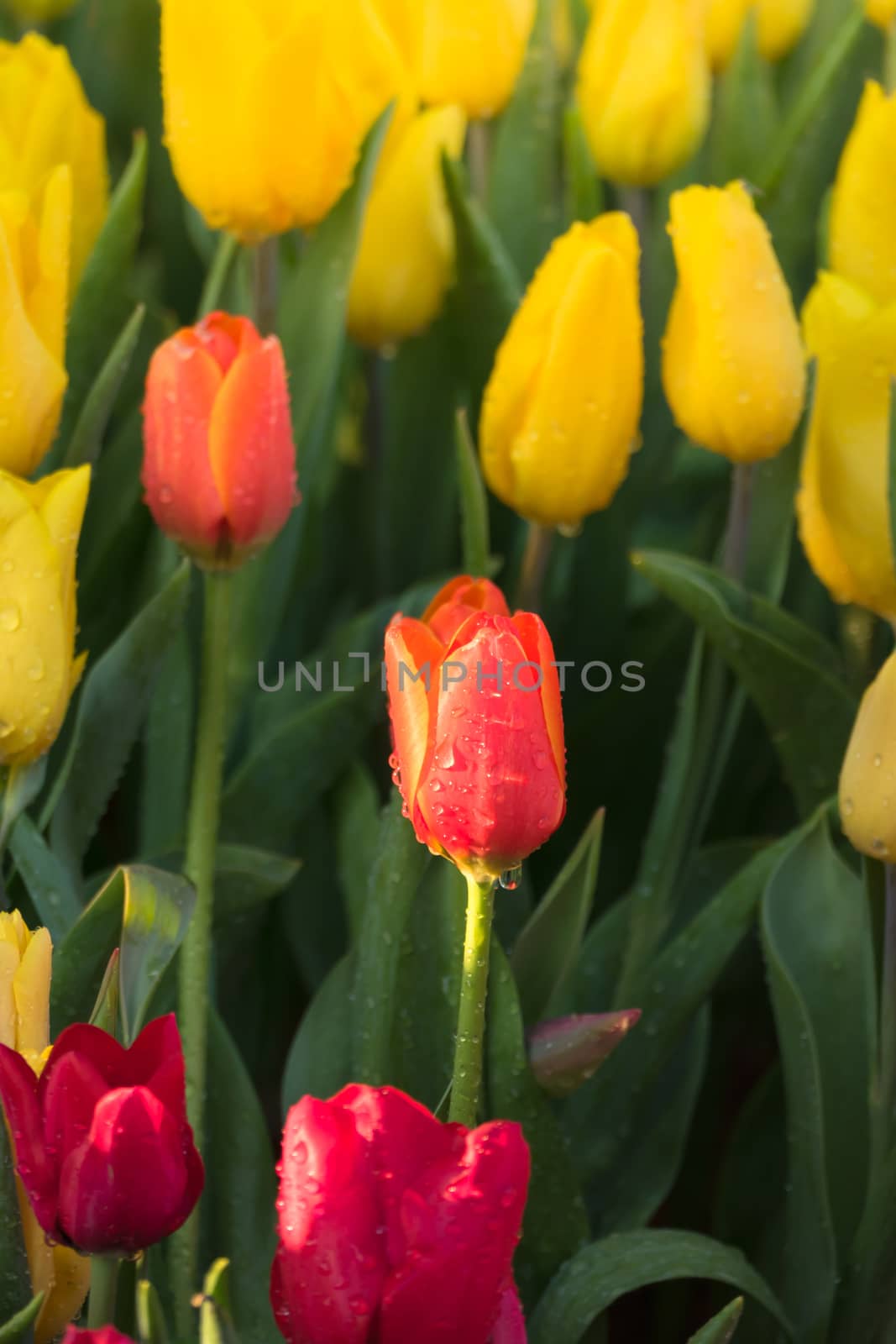 Tulip. Beautiful bouquet of tulips. colorful tulips. by teerawit