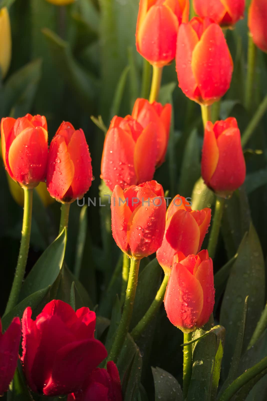 Tulip. Beautiful bouquet of tulips. colorful tulips. by teerawit