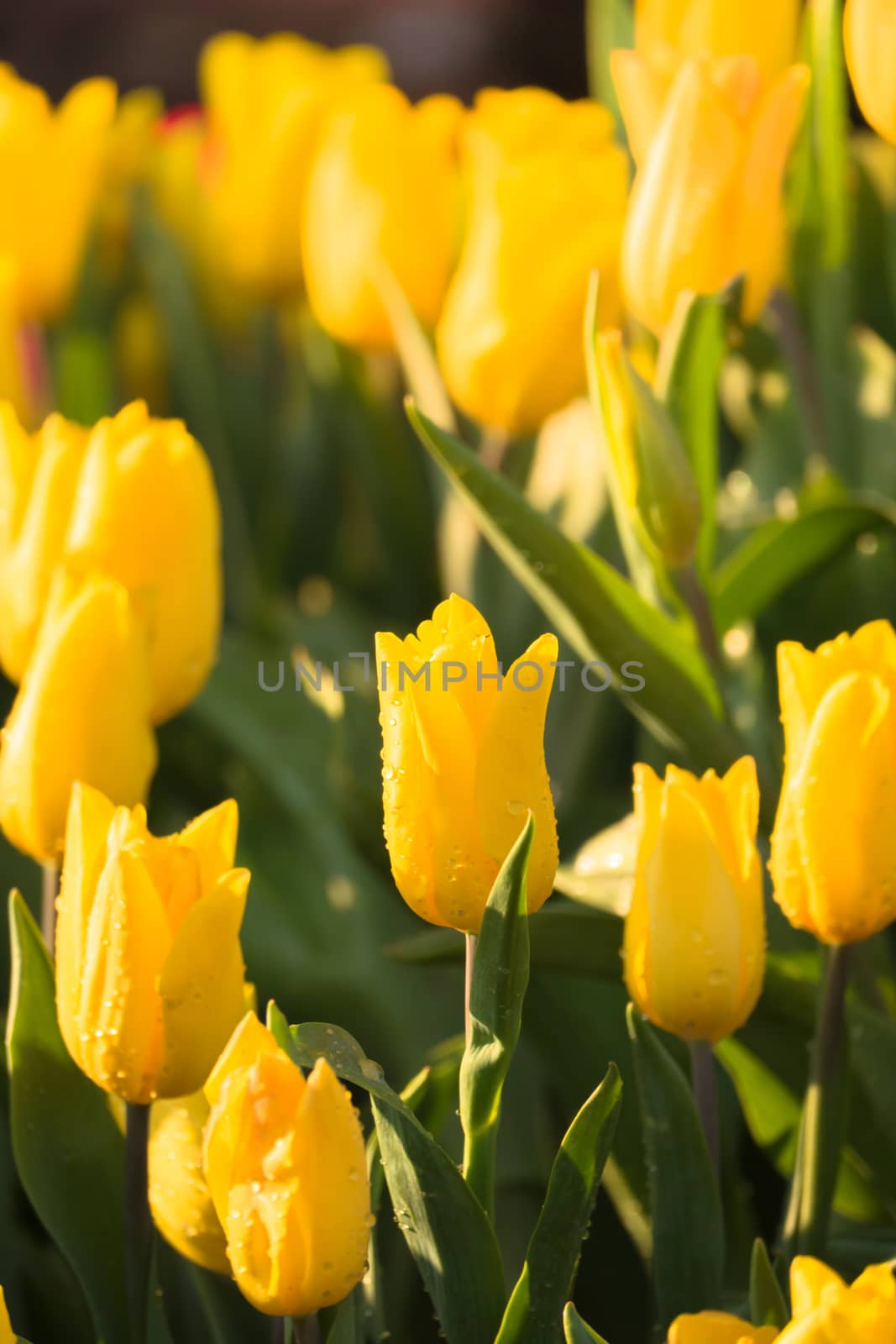 Tulip. Beautiful bouquet of tulips. colorful tulips. by teerawit