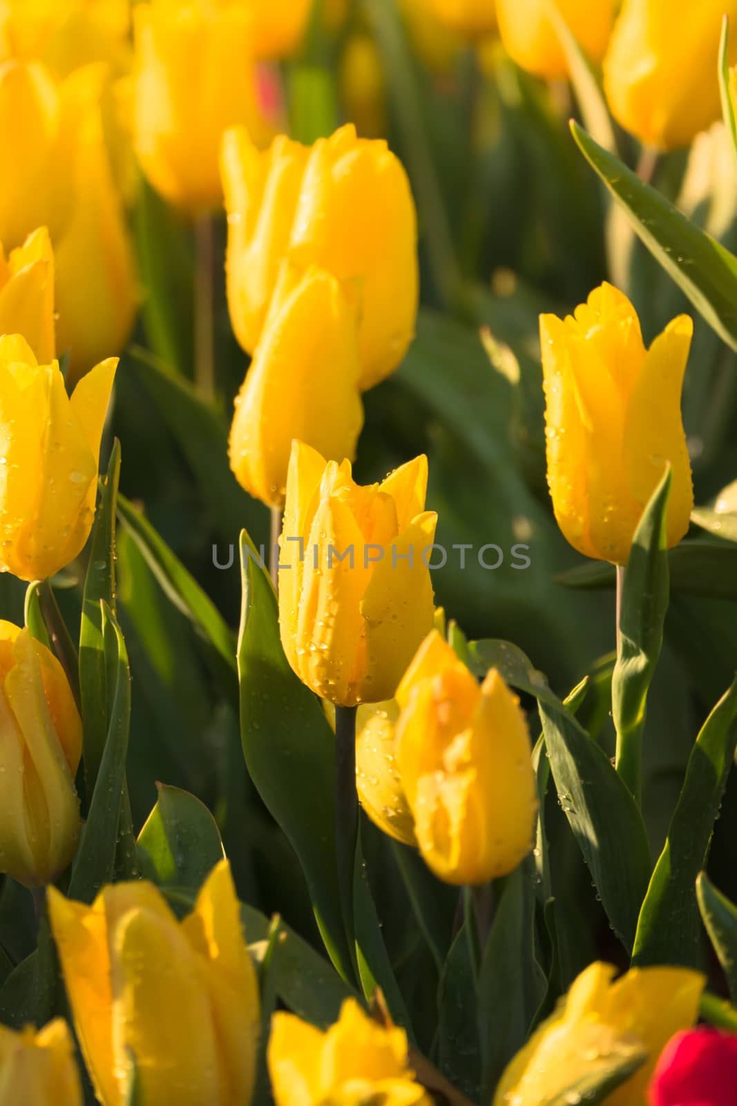 Tulip. Beautiful bouquet of tulips. colorful tulips. by teerawit