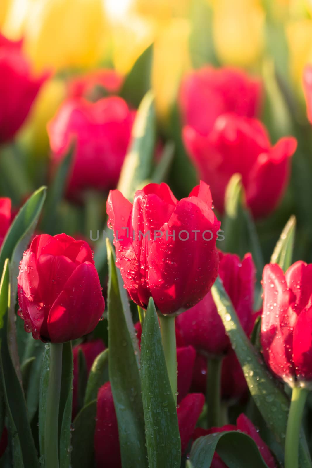 Tulip. Beautiful bouquet of tulips. colorful tulips. tulips in spring,colourful tulip