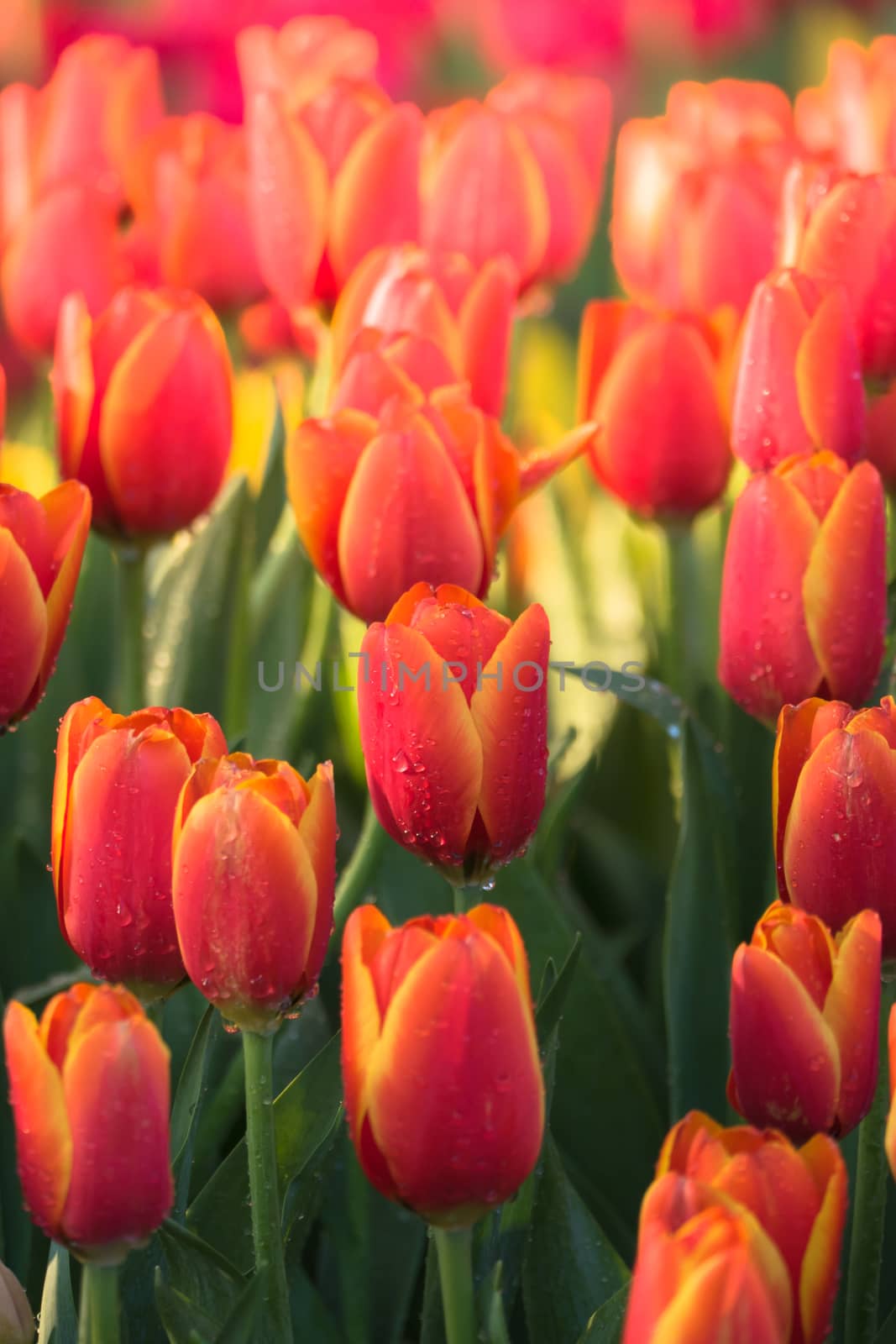 Tulip. Beautiful bouquet of tulips. colorful tulips. by teerawit