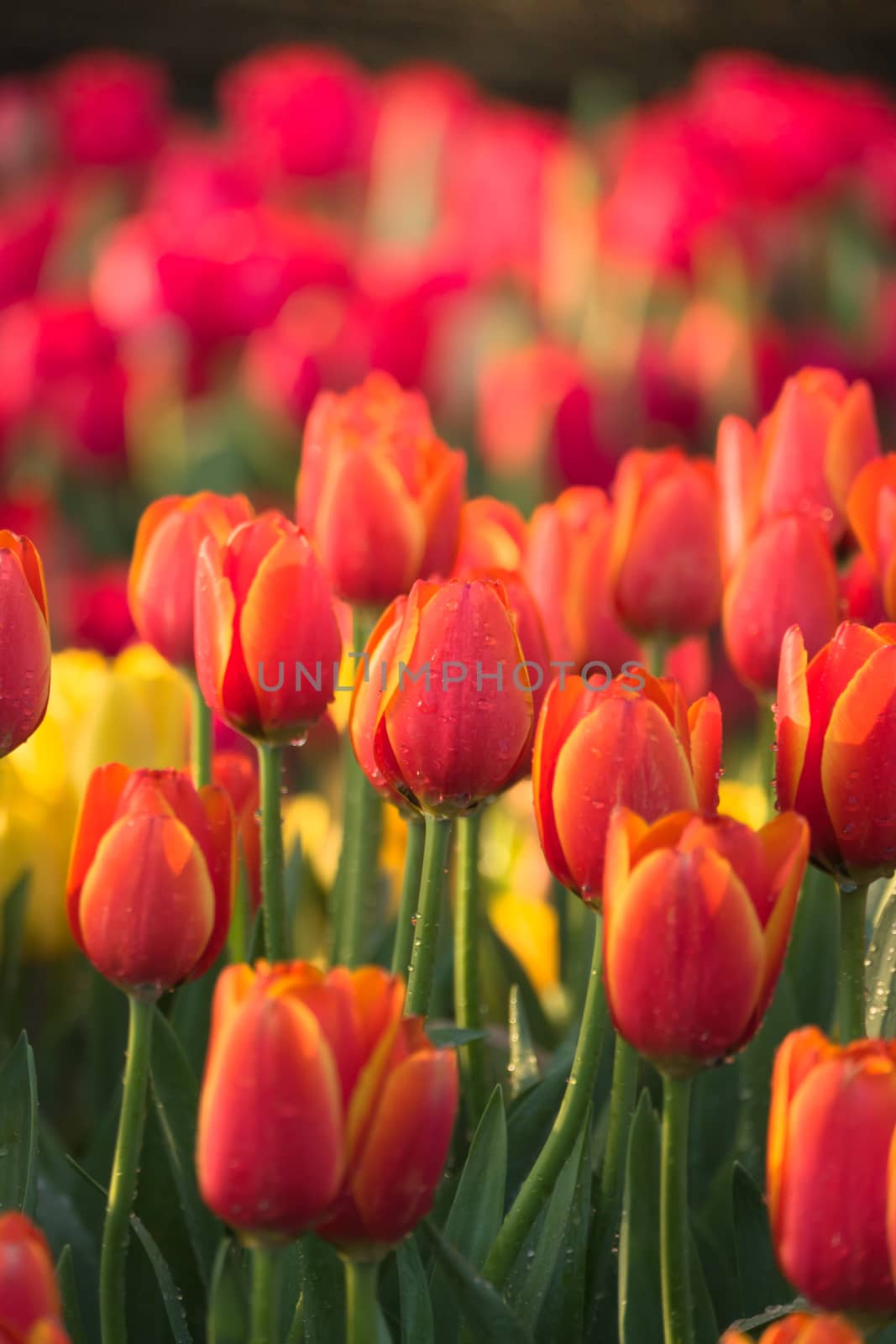 Tulip. Beautiful bouquet of tulips. colorful tulips. by teerawit