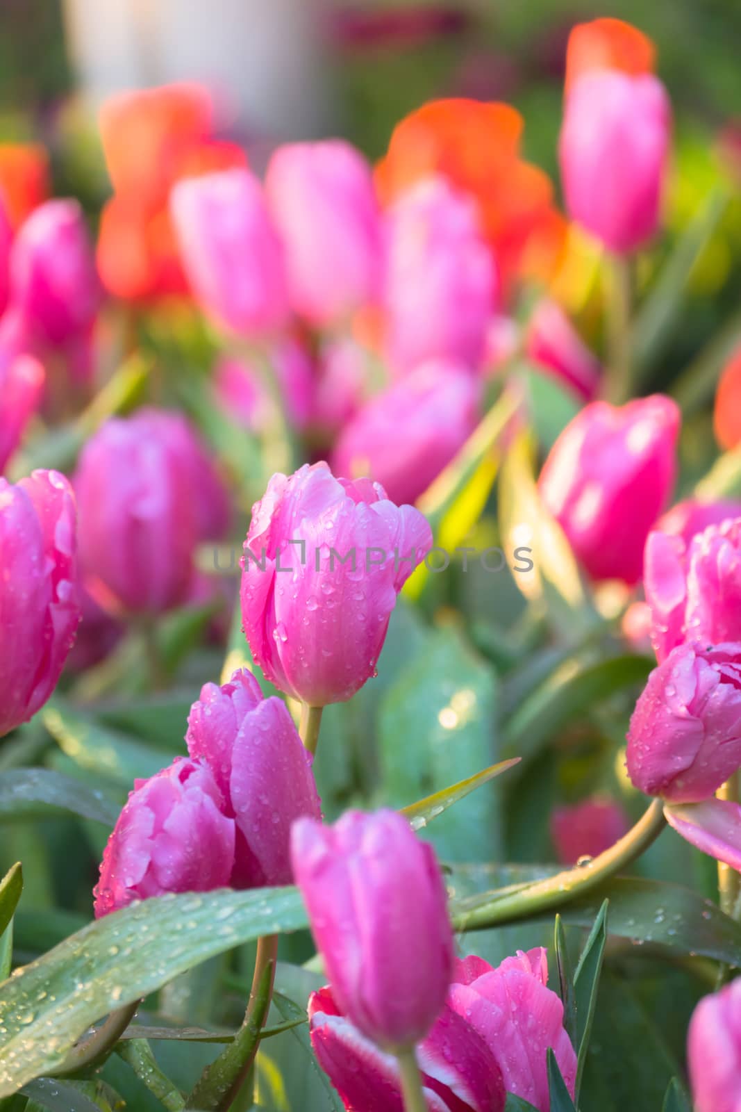 Tulip. Beautiful bouquet of tulips. colorful tulips. by teerawit