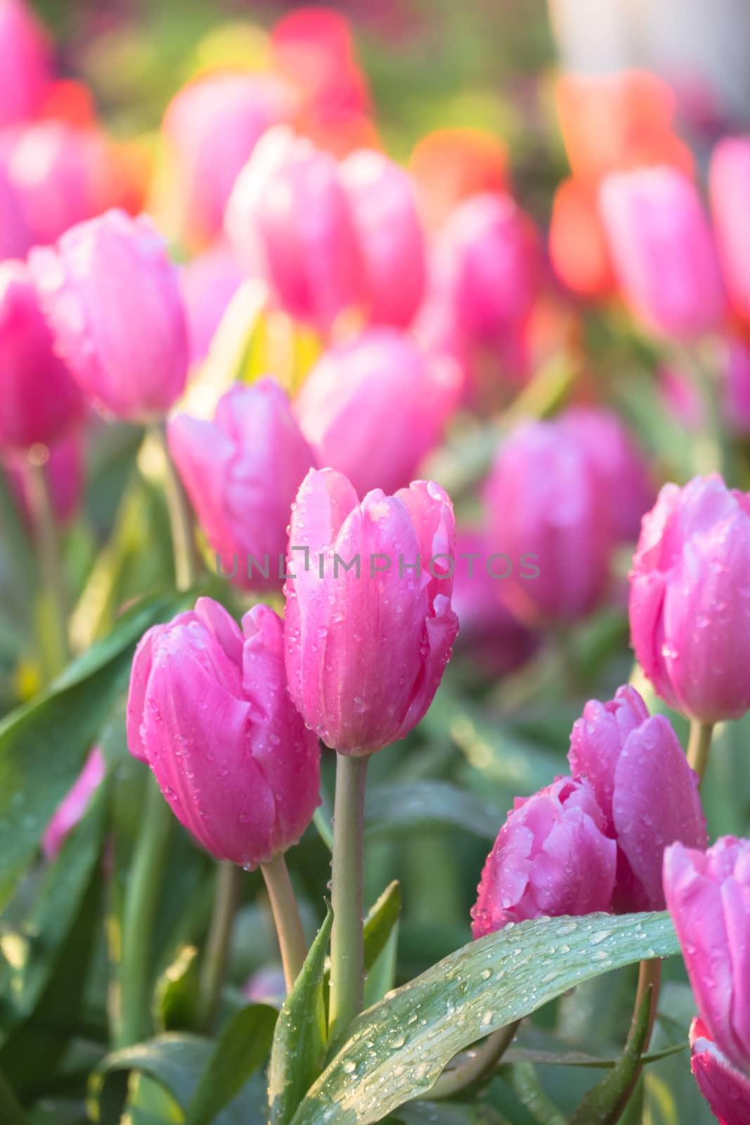 Tulip. Beautiful bouquet of tulips. colorful tulips. by teerawit