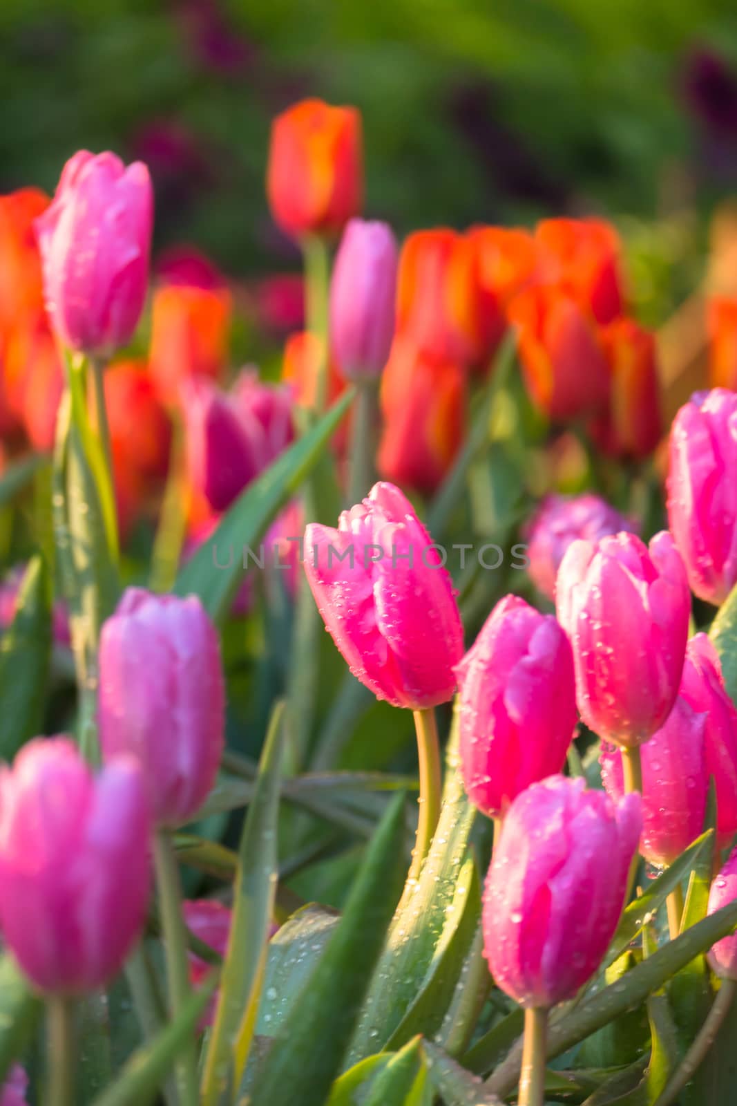 Tulip. Beautiful bouquet of tulips. colorful tulips. by teerawit