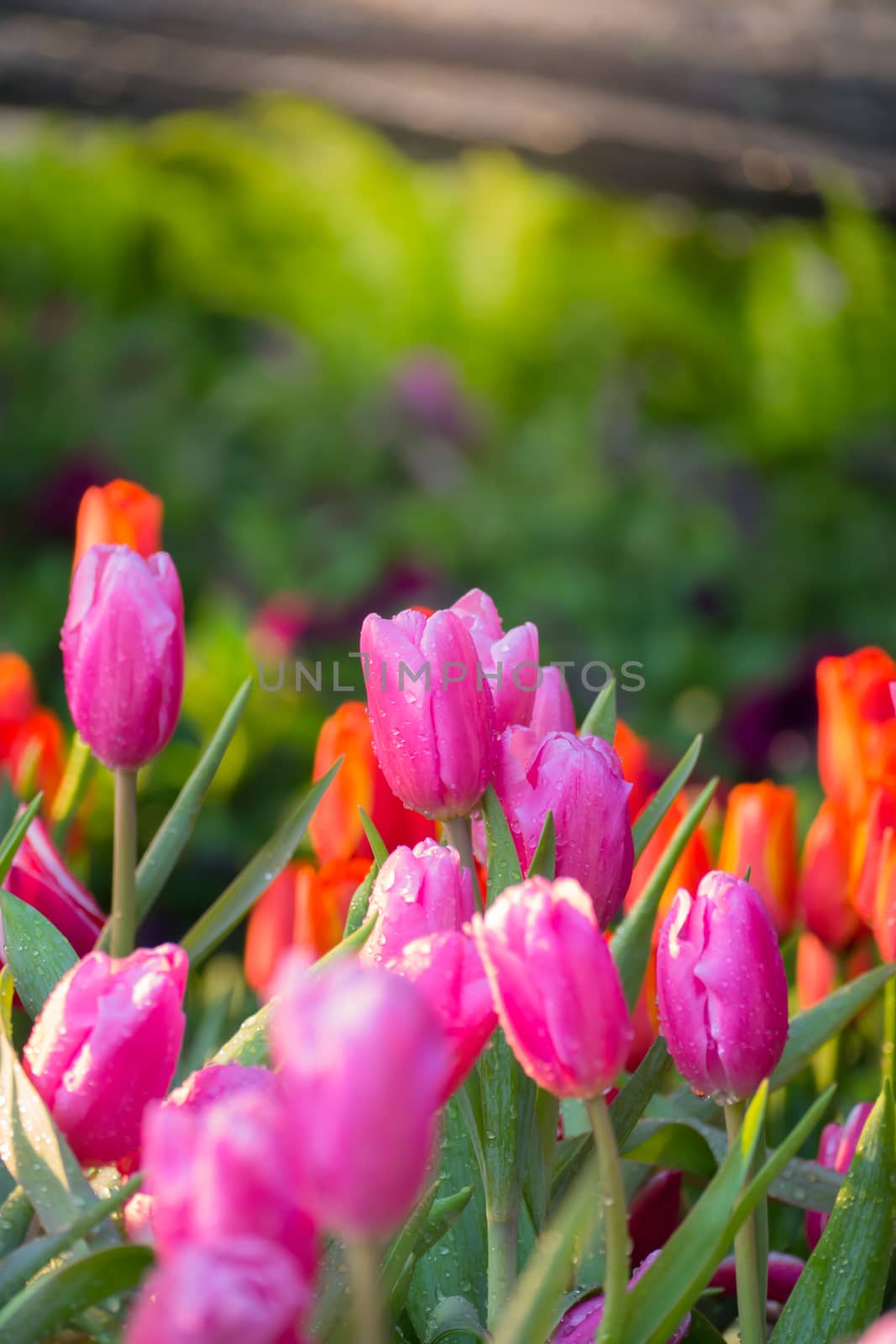 Tulip. Beautiful bouquet of tulips. colorful tulips. by teerawit