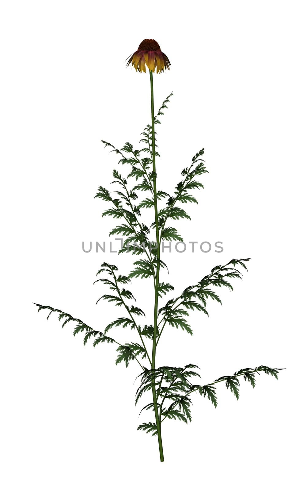 Golden daisy isolated in white background - 3D render