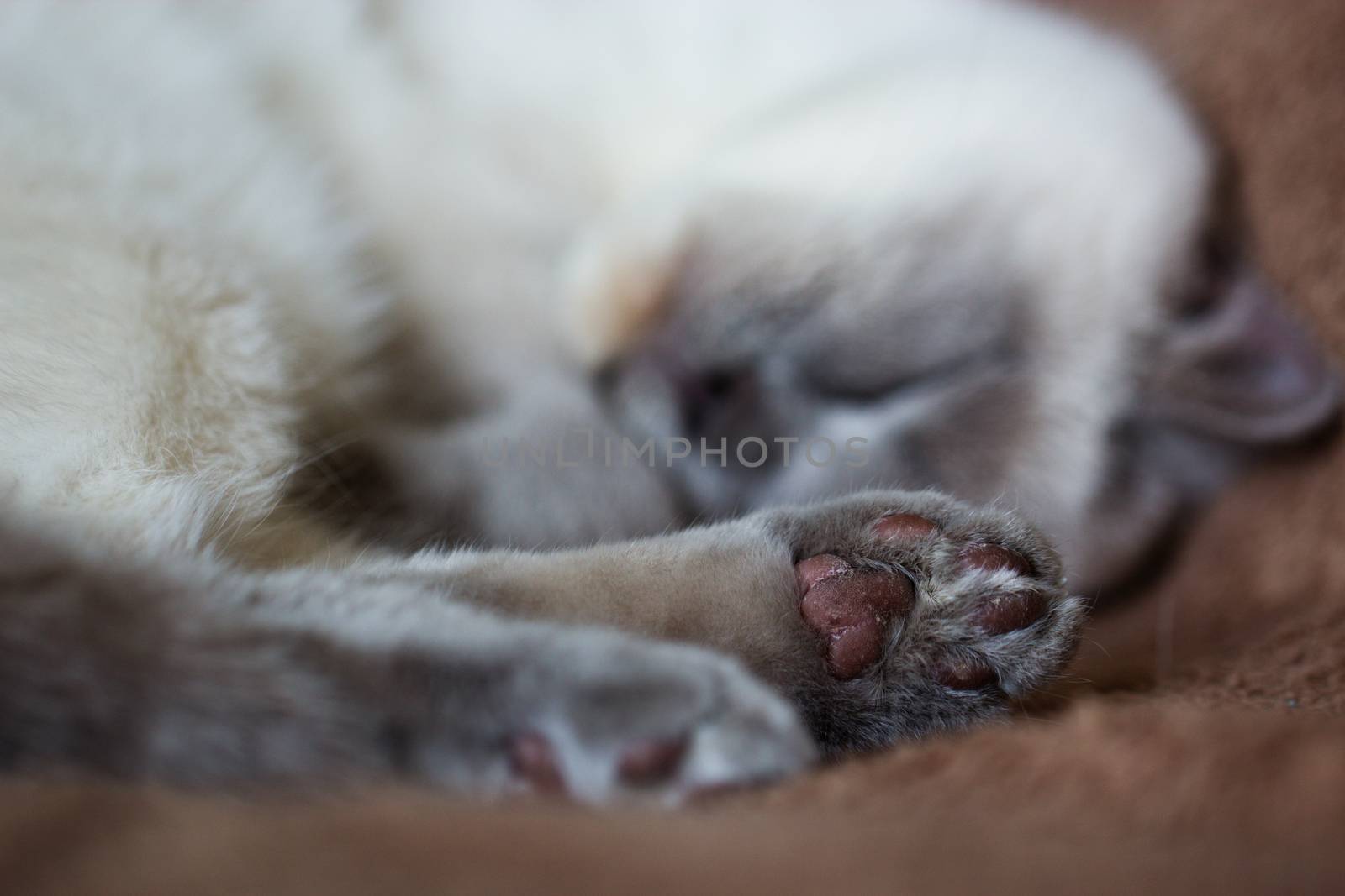Closeup shot of the cat's paw. British cat (color blue-point)