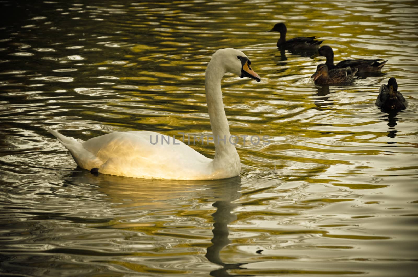 White swan swimming gently in still lake water by kimbo-bo