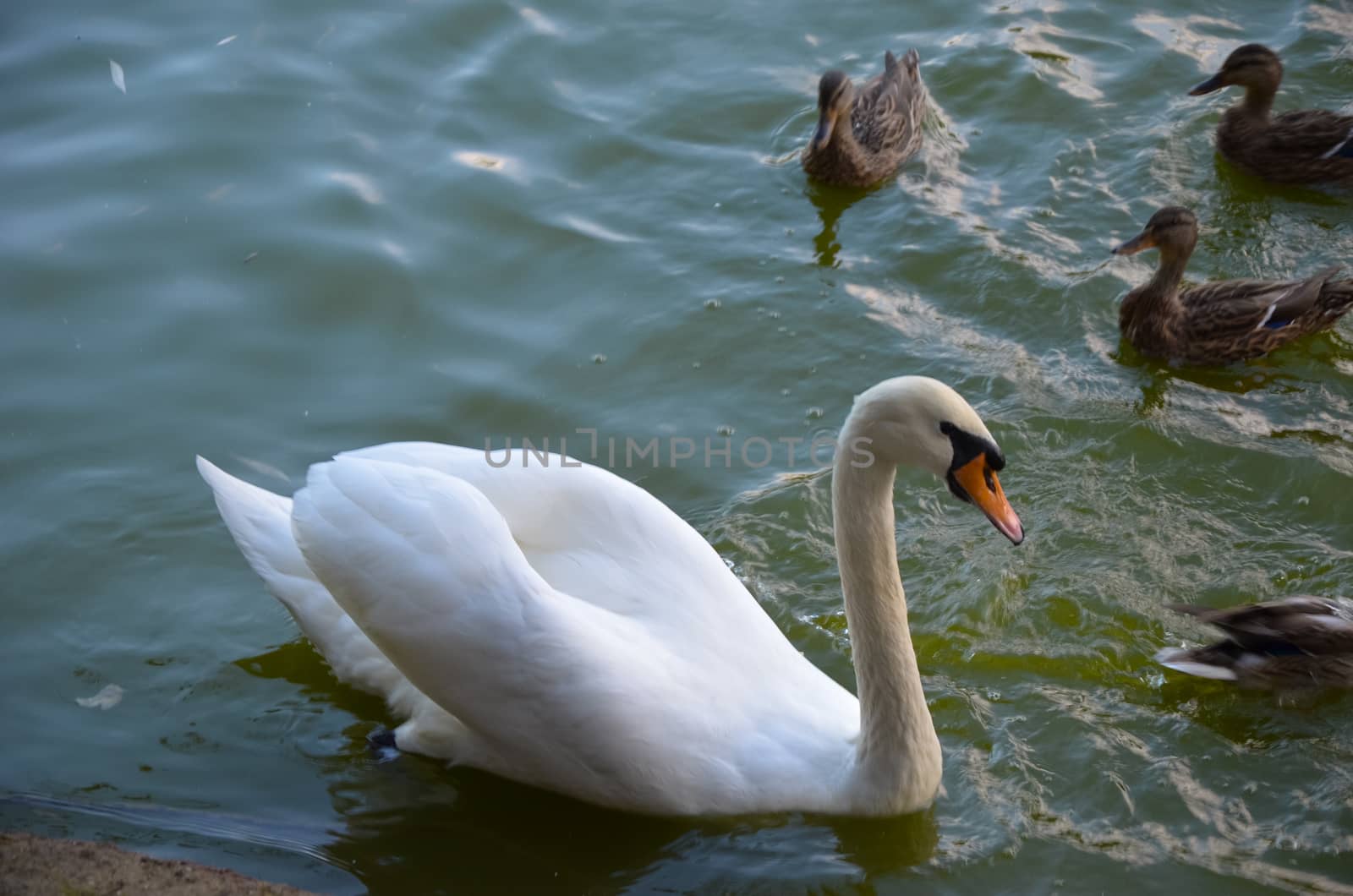 White swan swimming gently in still lake water by kimbo-bo