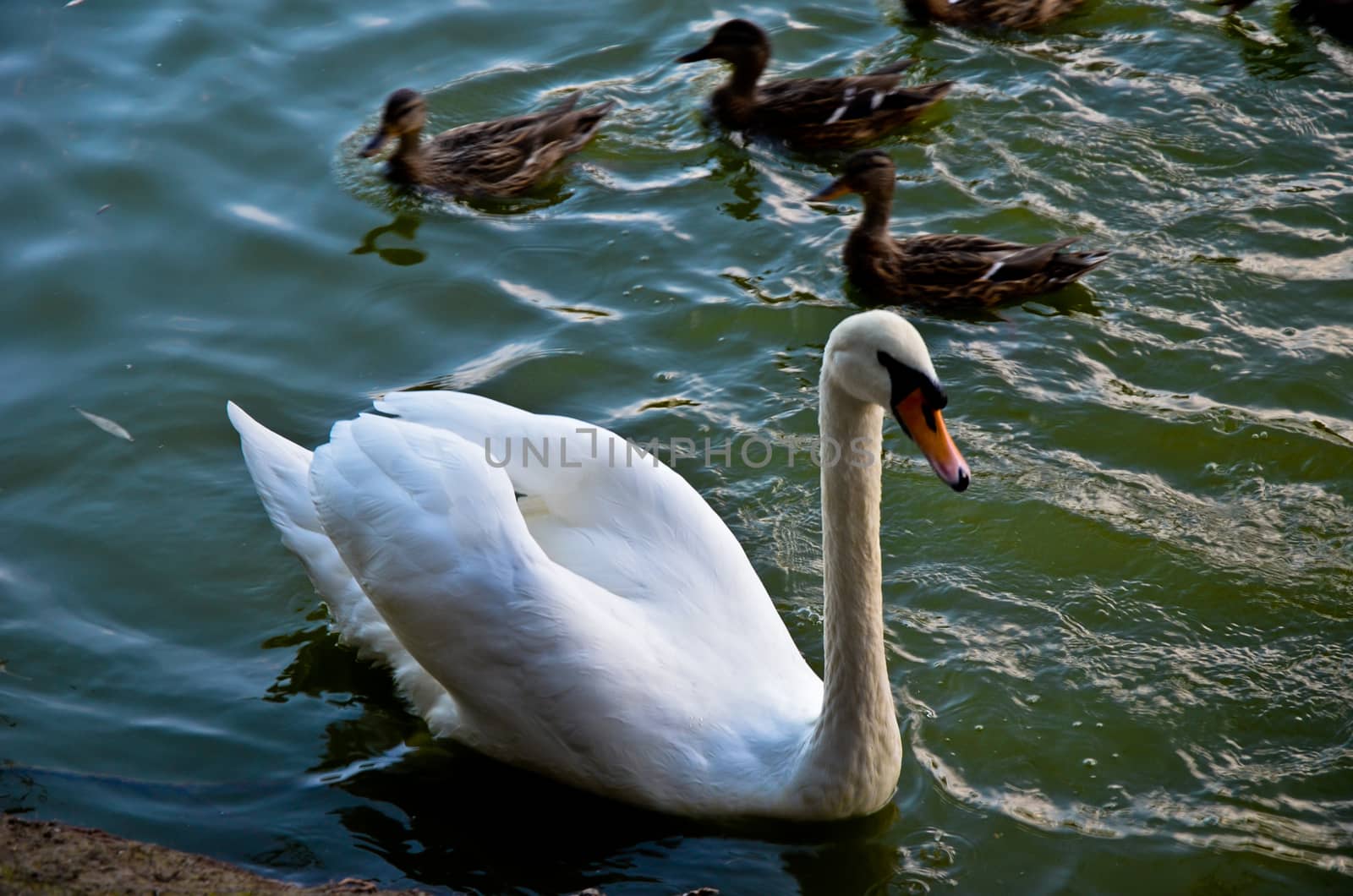 White swan swimming gently in still lake water by kimbo-bo