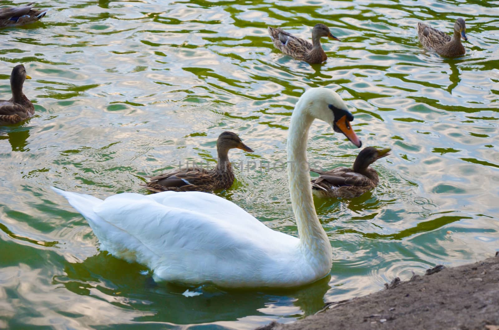 White swan swimming gently in still lake water ingreen light
