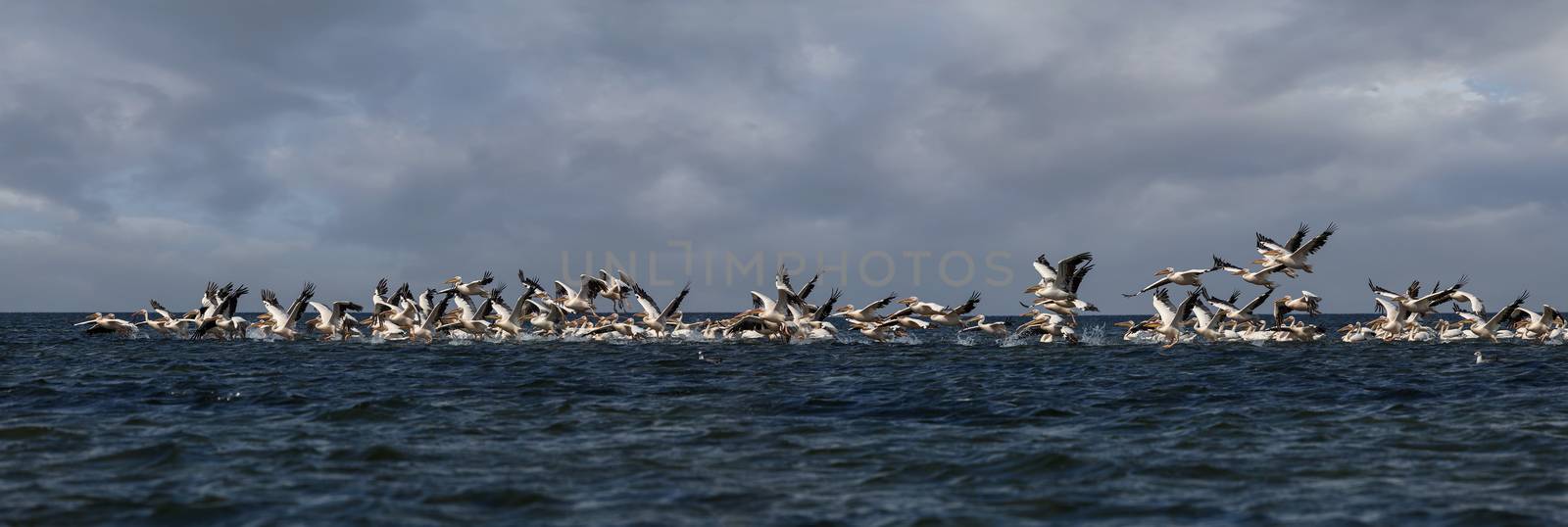 soaring flock of pink pelicans by fogen