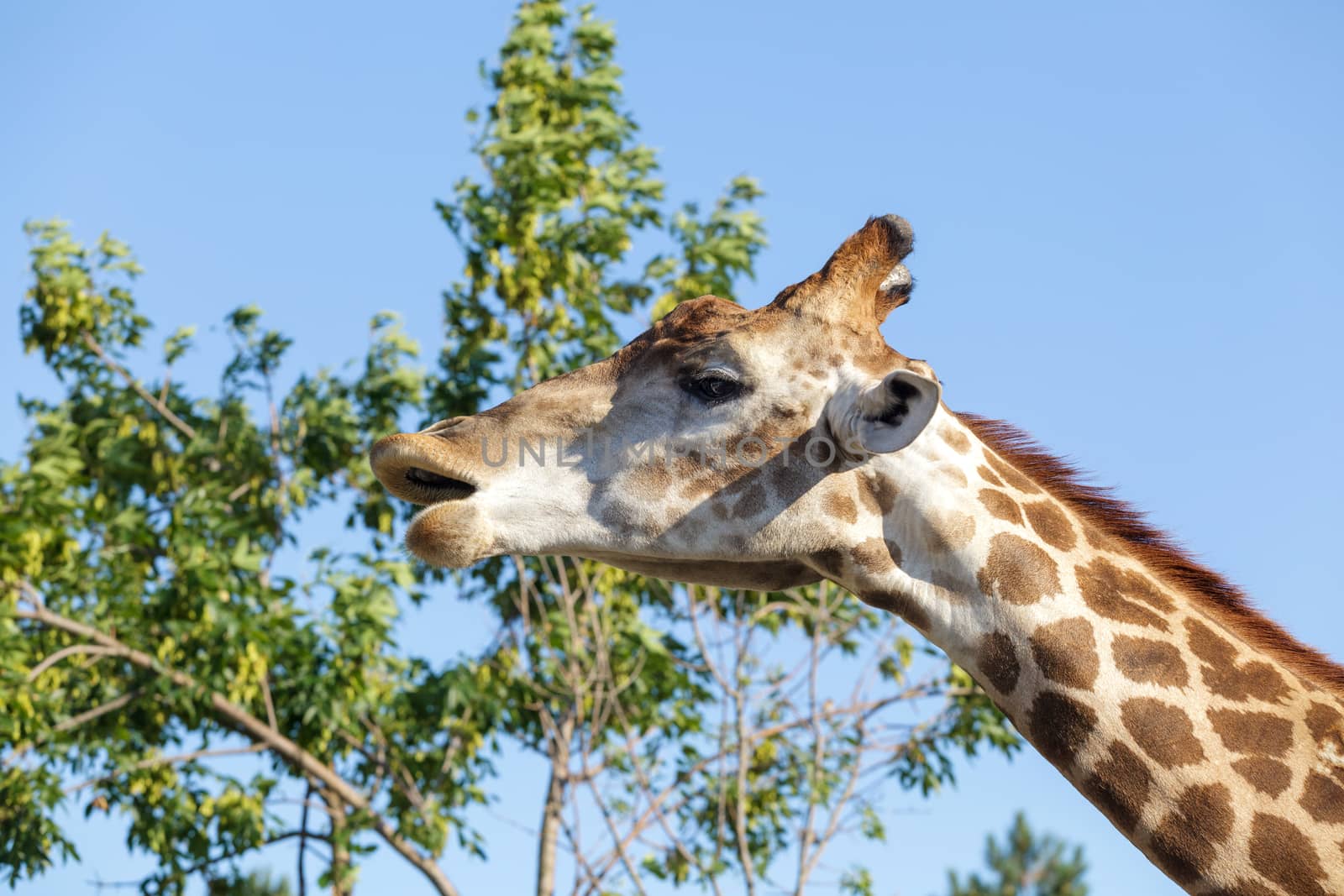 Giraffe on the tree and sky background by fogen