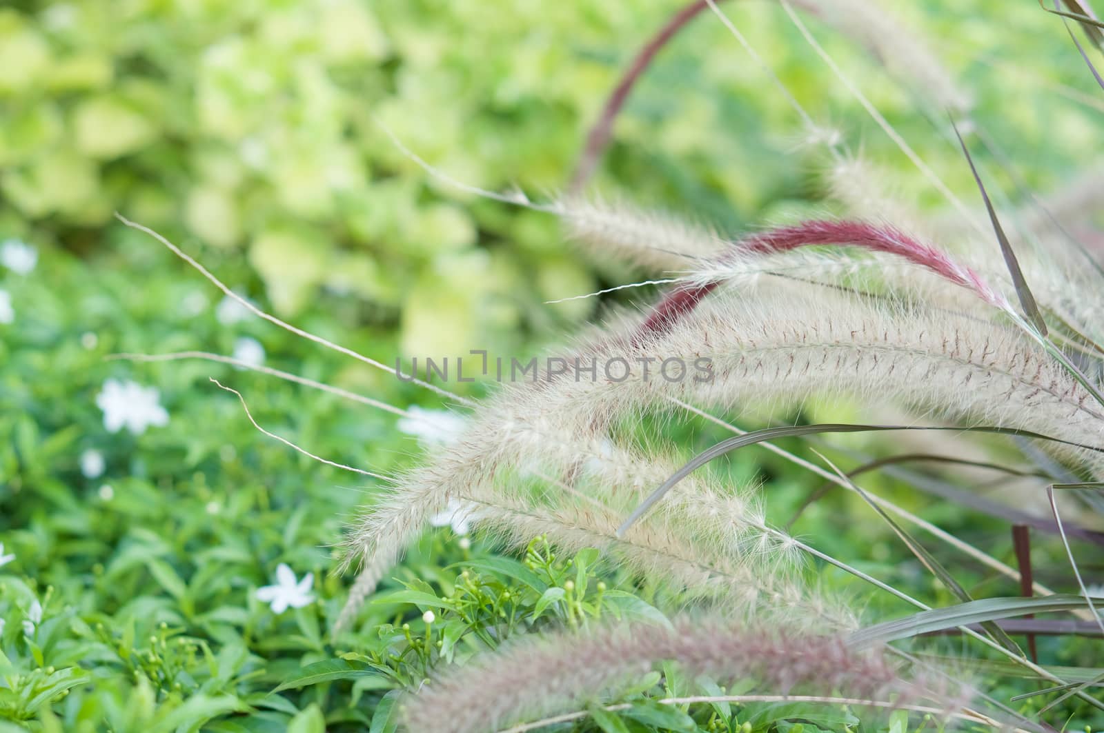 Needle Grass have blur green plant as background by eaglesky