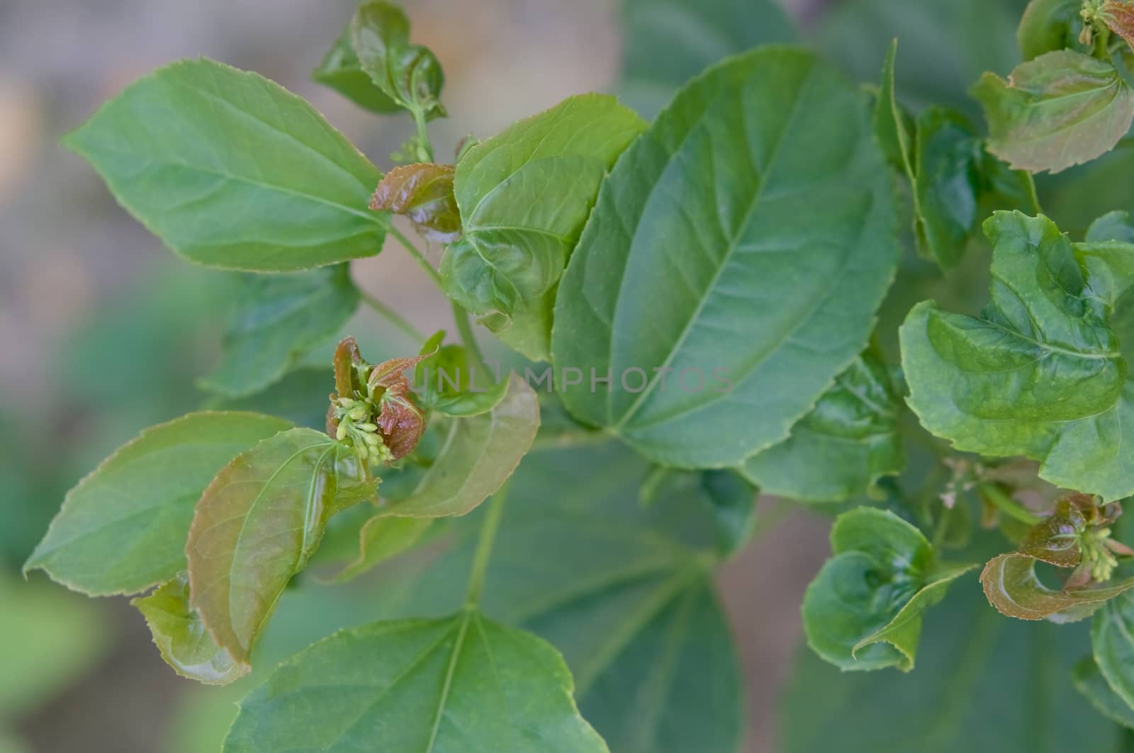 Purging Croton or Croton tiglium Linn with leaf curl disease have green leaves as background.