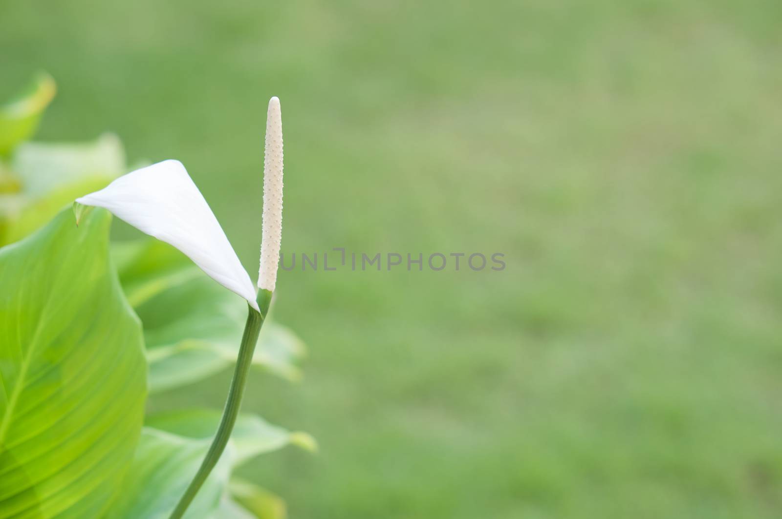 Spathiphyllum wallisei, Spathiphyllum cannifolium Dryand Schott or Peace lily with blur green background.