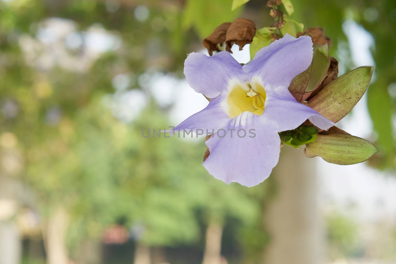 Thunbergia laurifolia or Blue trumpet vine by eaglesky