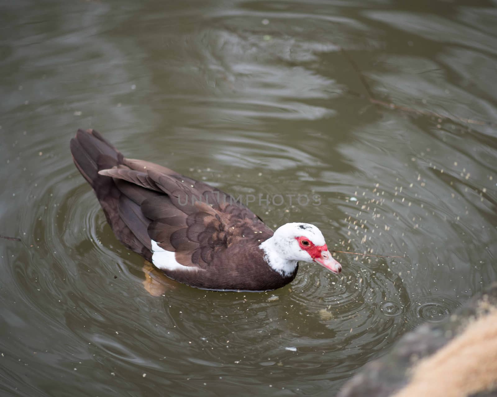 Birds in wildlife. View of a duck bird in park. beautiful mallard duck in the water.