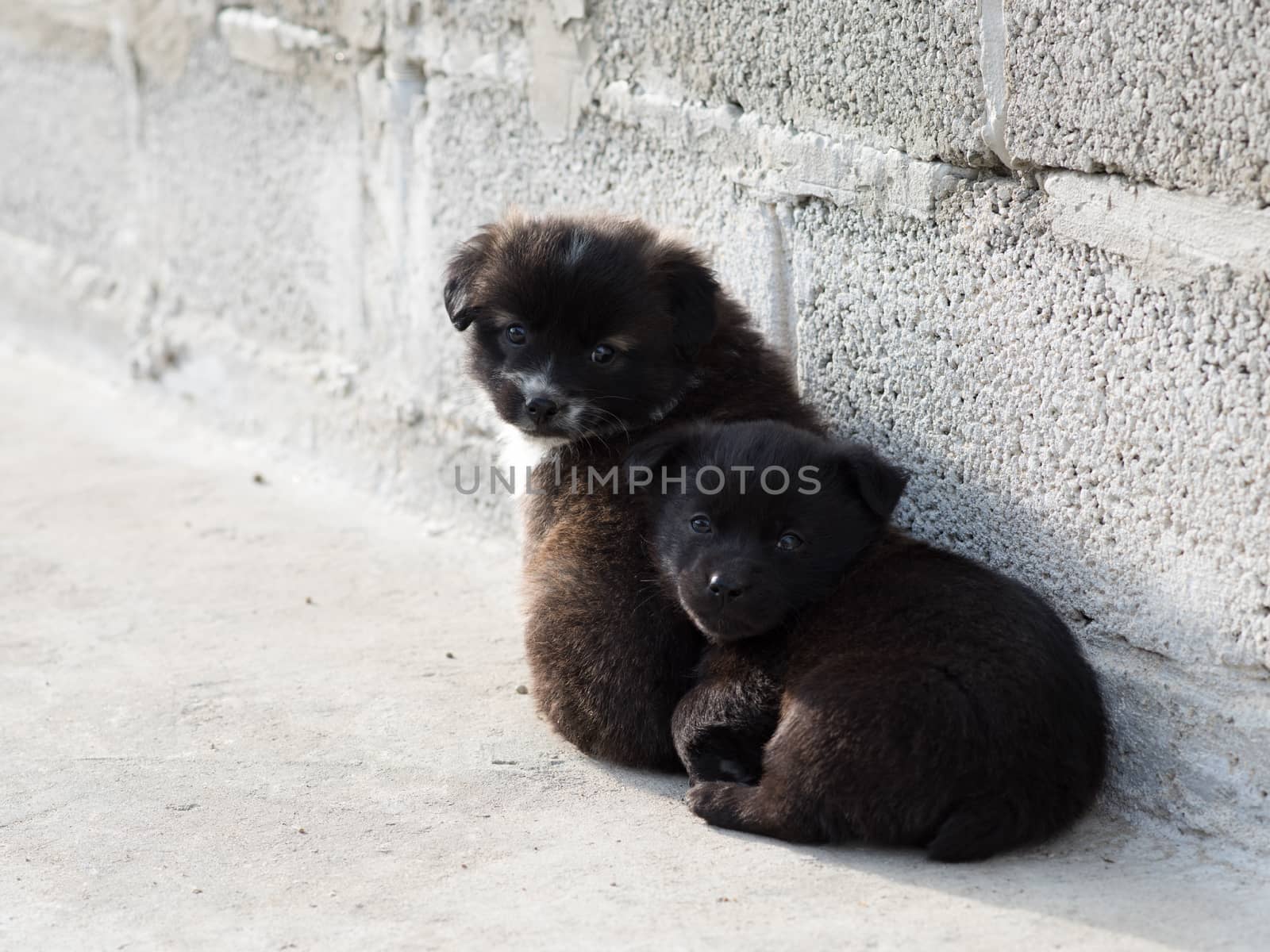 Very cute black puppies. Beautiful puppies. little puppies.