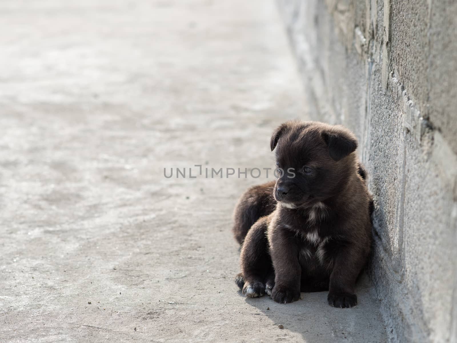 Very cute black puppies. Beautiful puppies. little puppies.