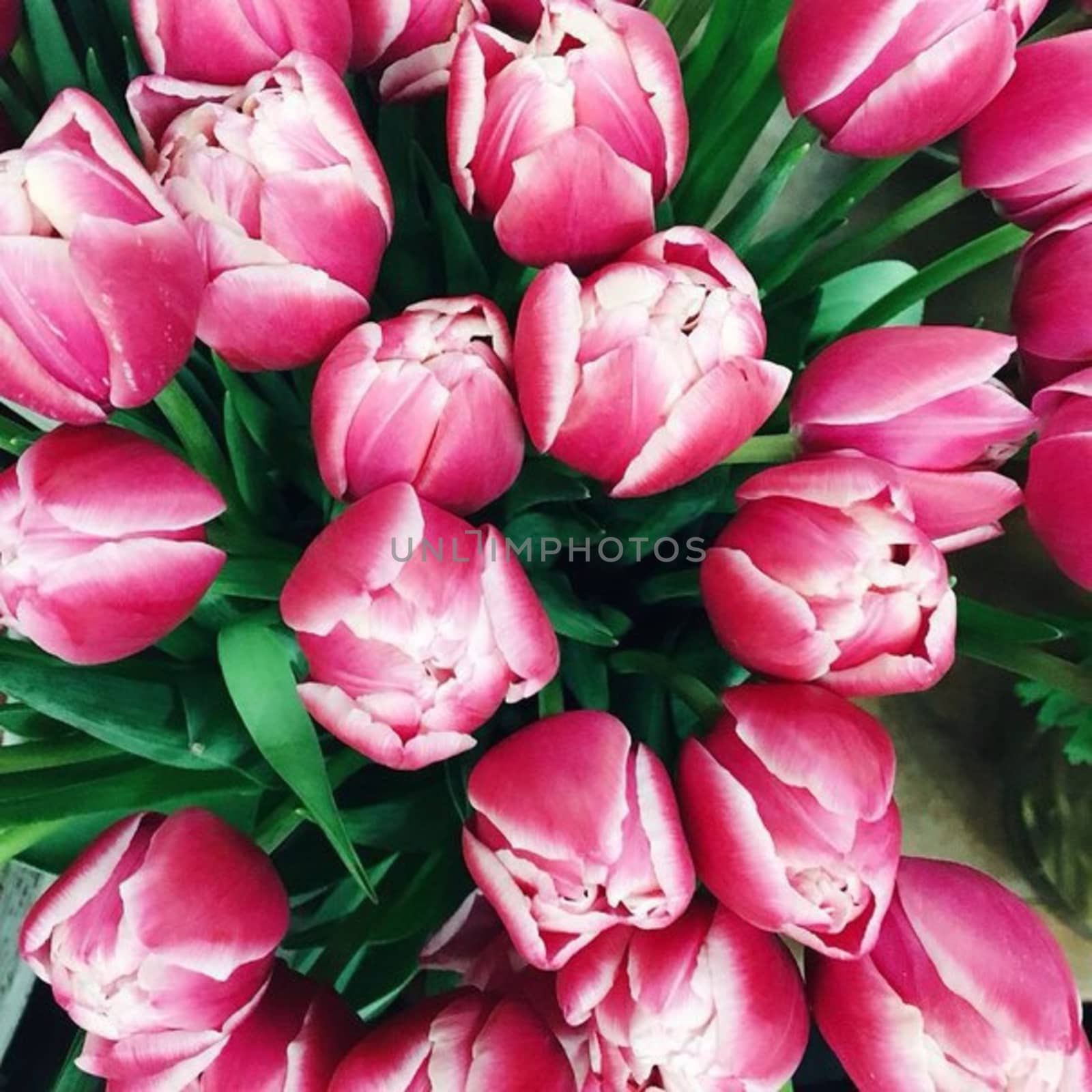 Bouquet of pink tulips with white veins and green leaves