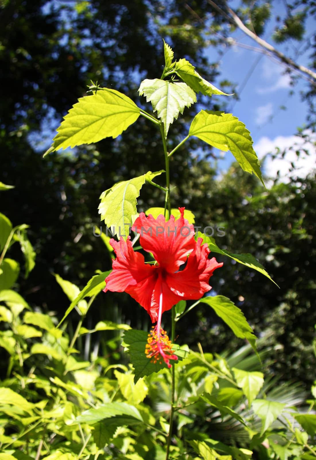 Red flower against the bright green leaves