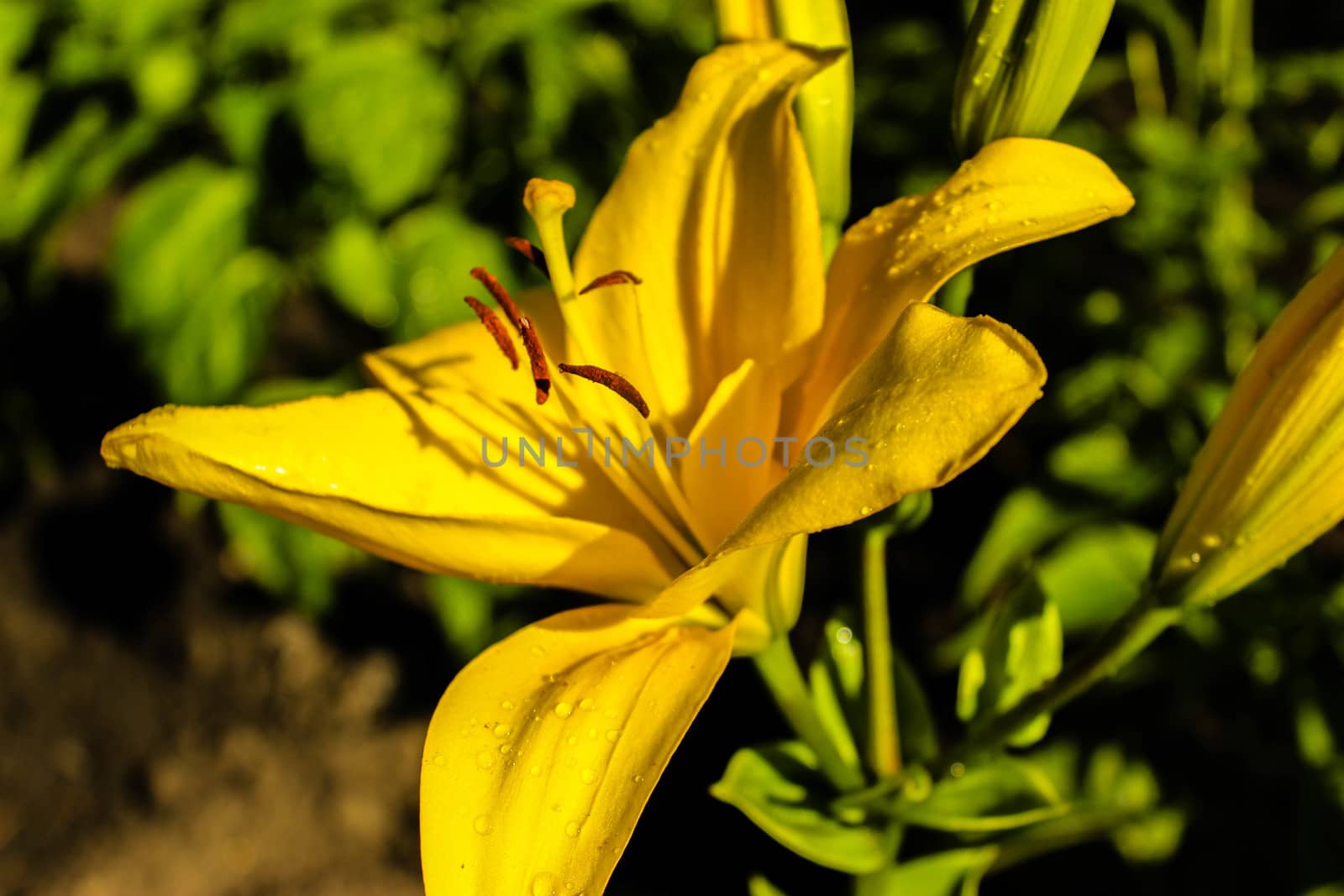 bright yellow Lily on a background of green vegetation