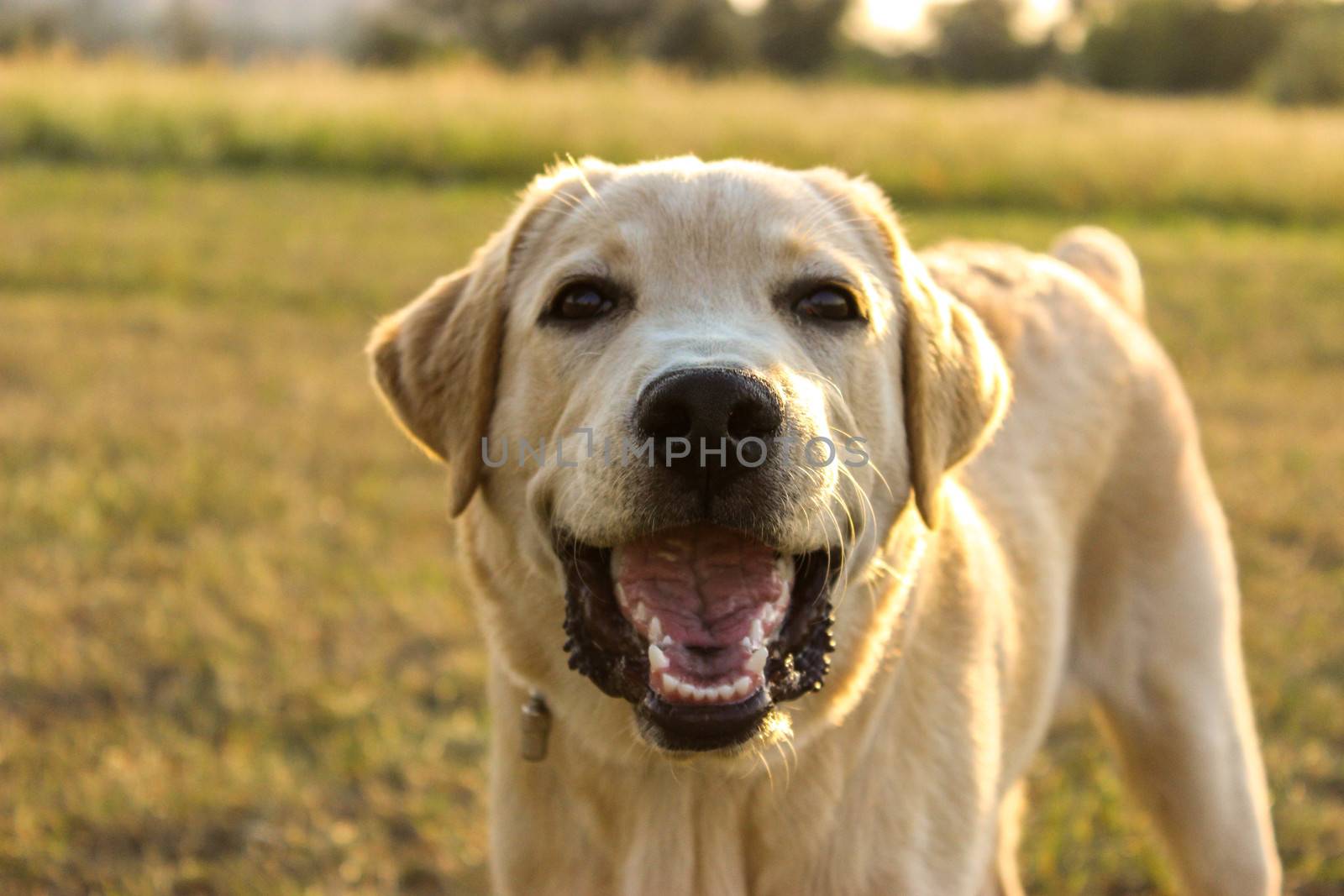 White Labrador on the background of the rural landscape