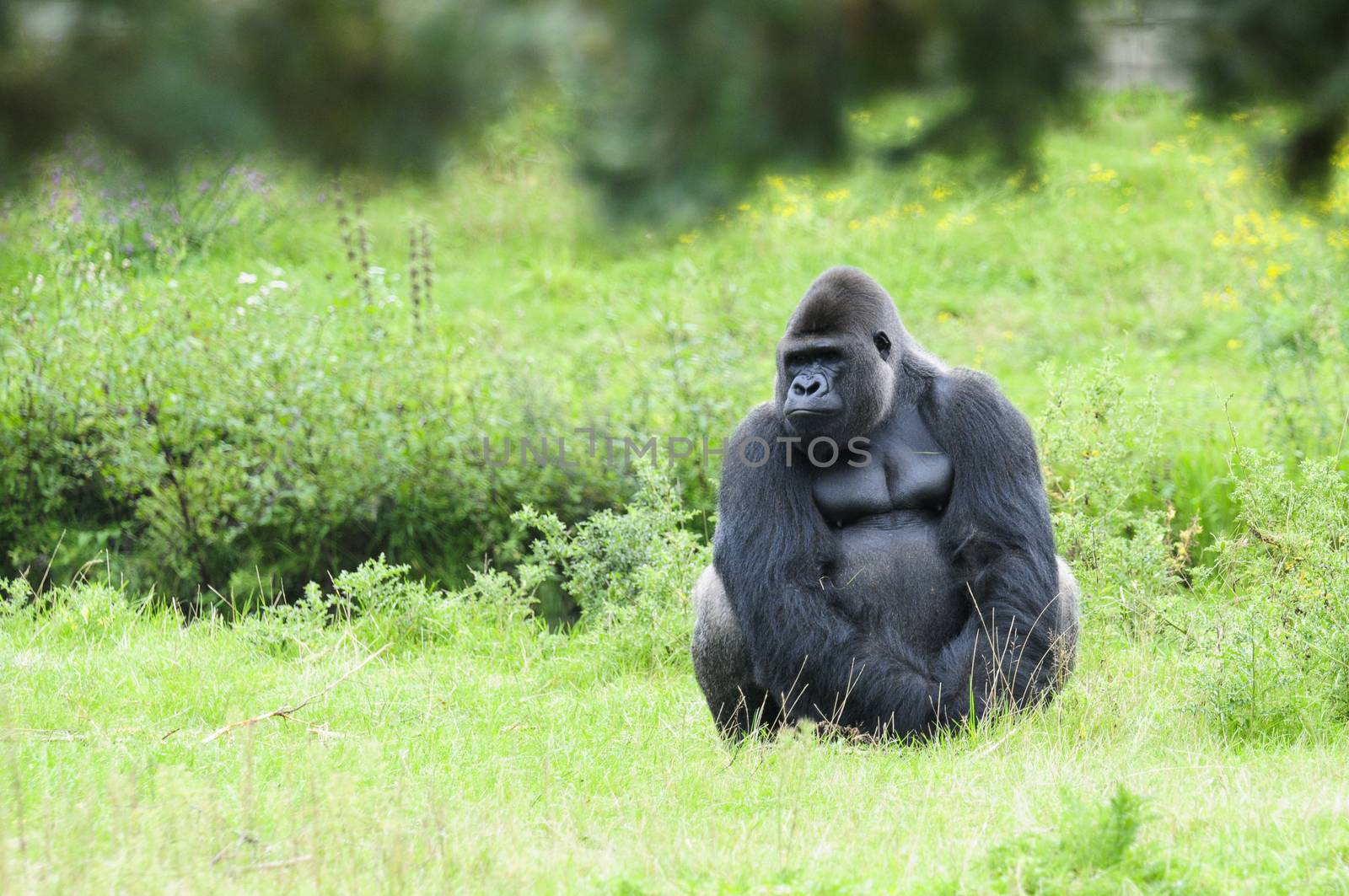 gorilla sits quietly on the grass and looks gloomy