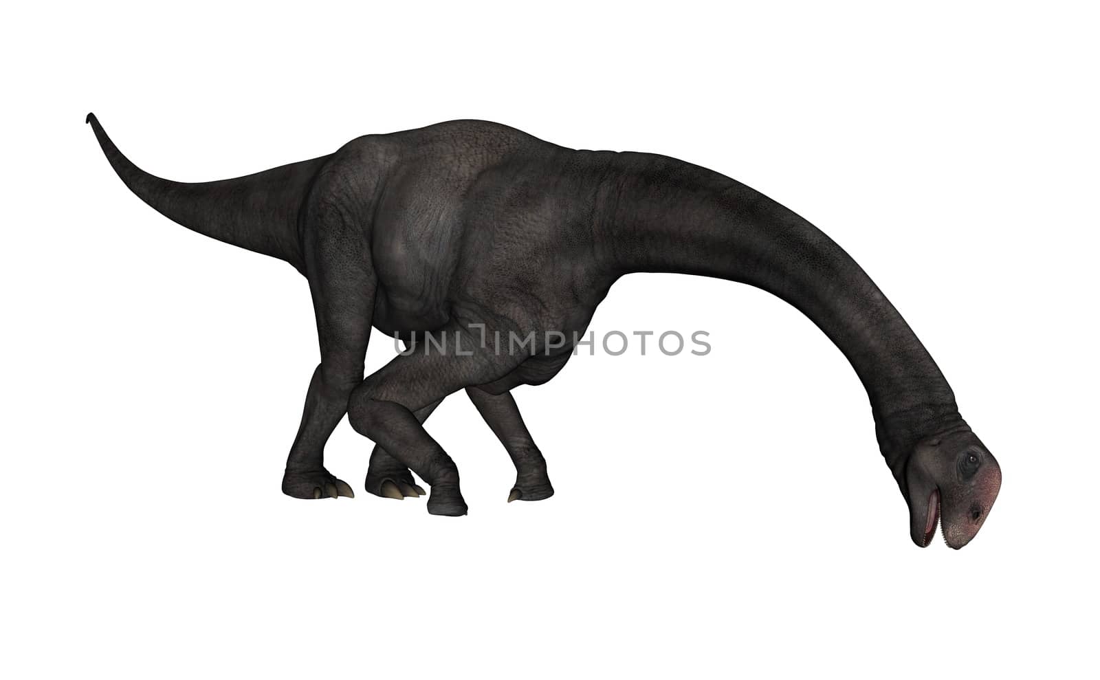 Brontomerus dinosaur eating isolated in white background - 3D render