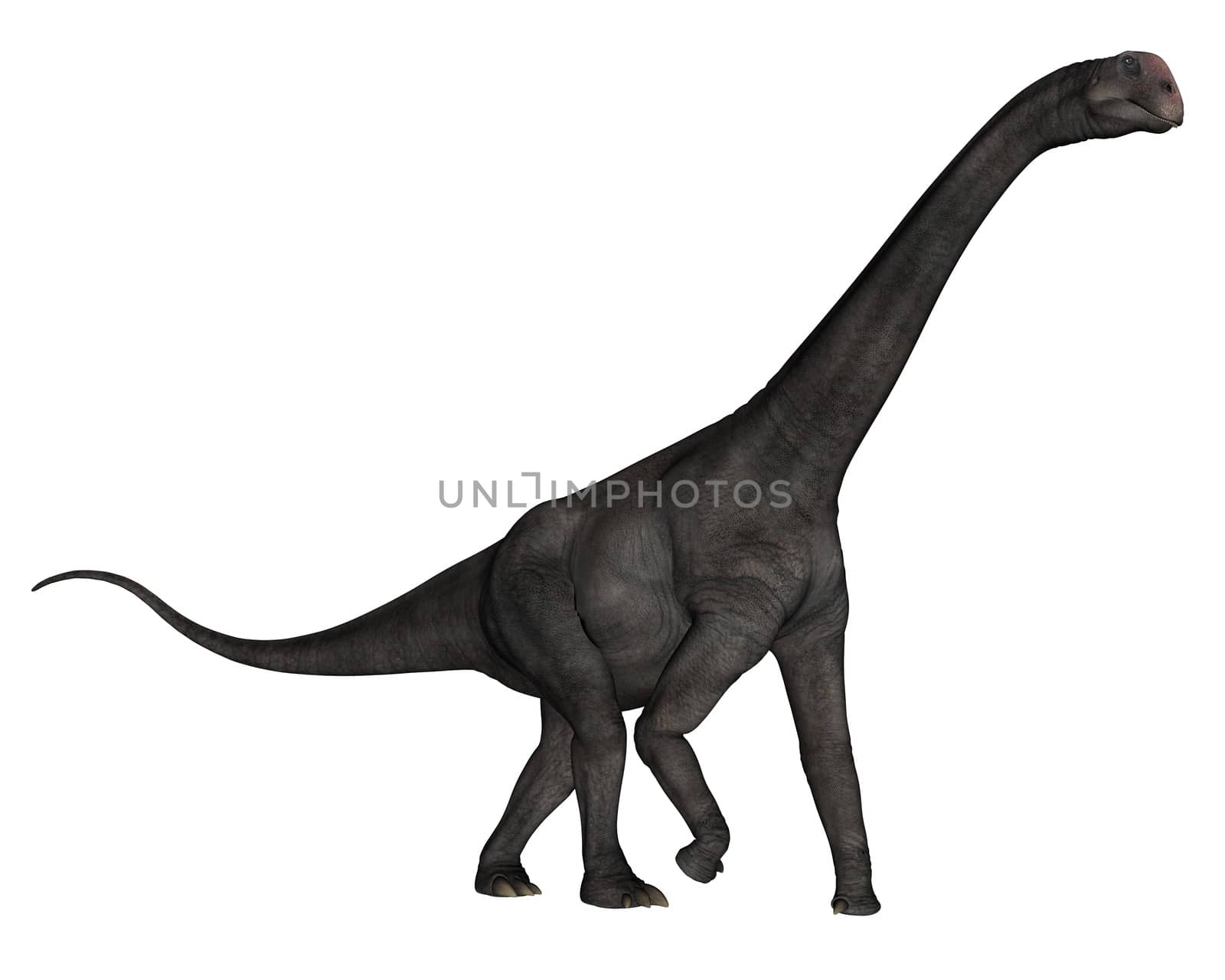 Brontomerus dinosaur walking isolated in white background - 3D render