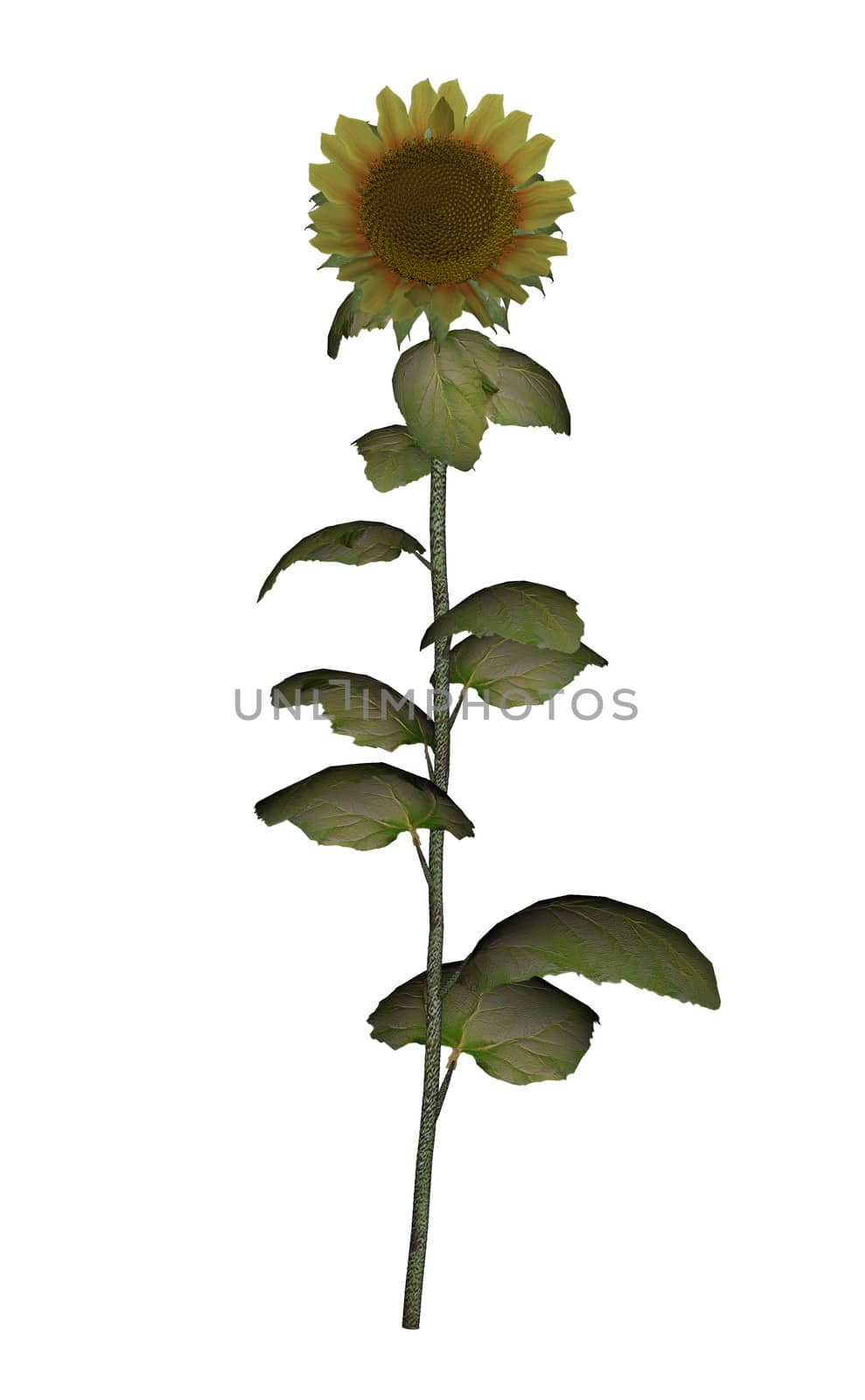 Old golden sunflower isolated in white background - 3D render