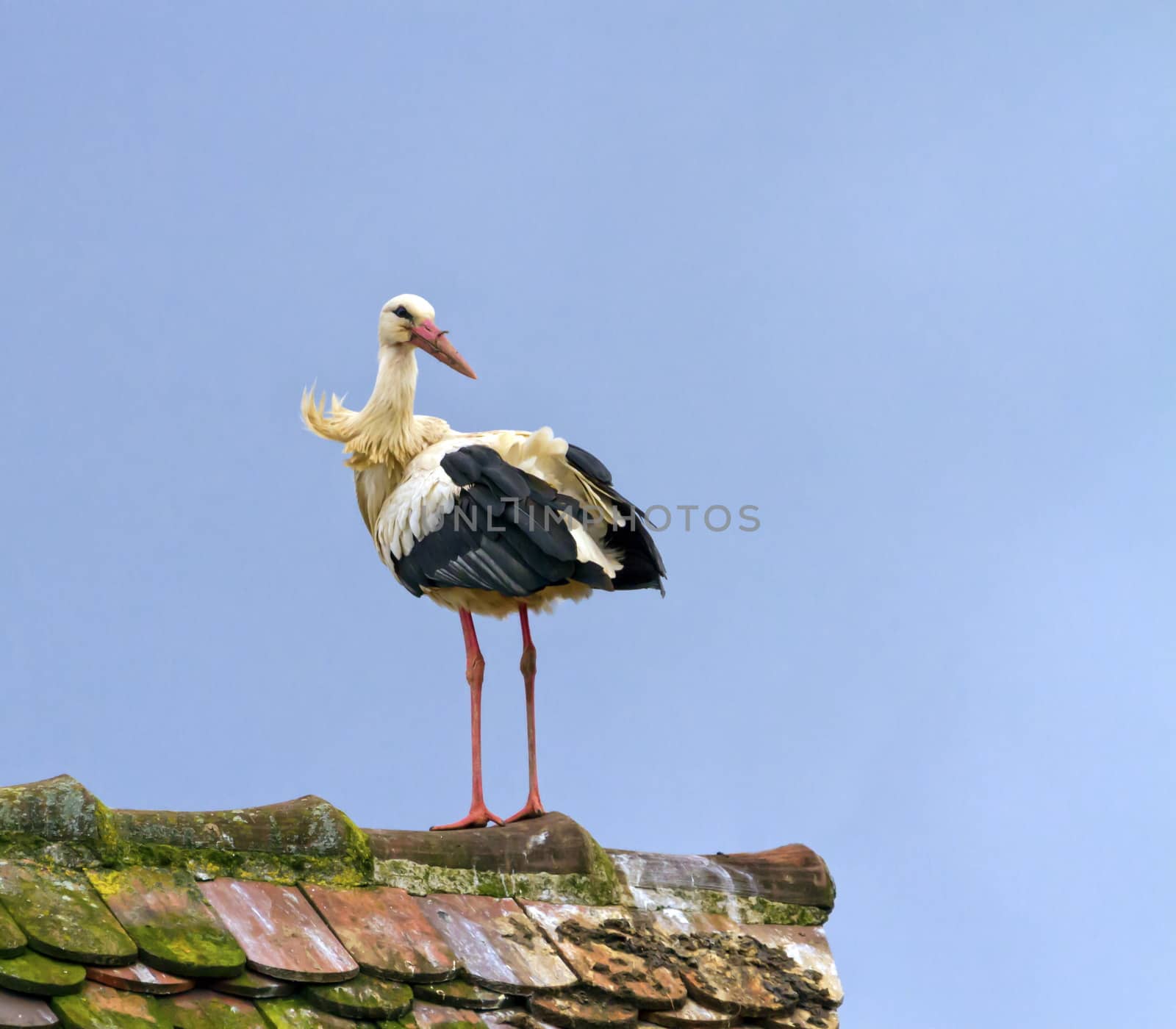 European white stork, ciconia, standing on a roof