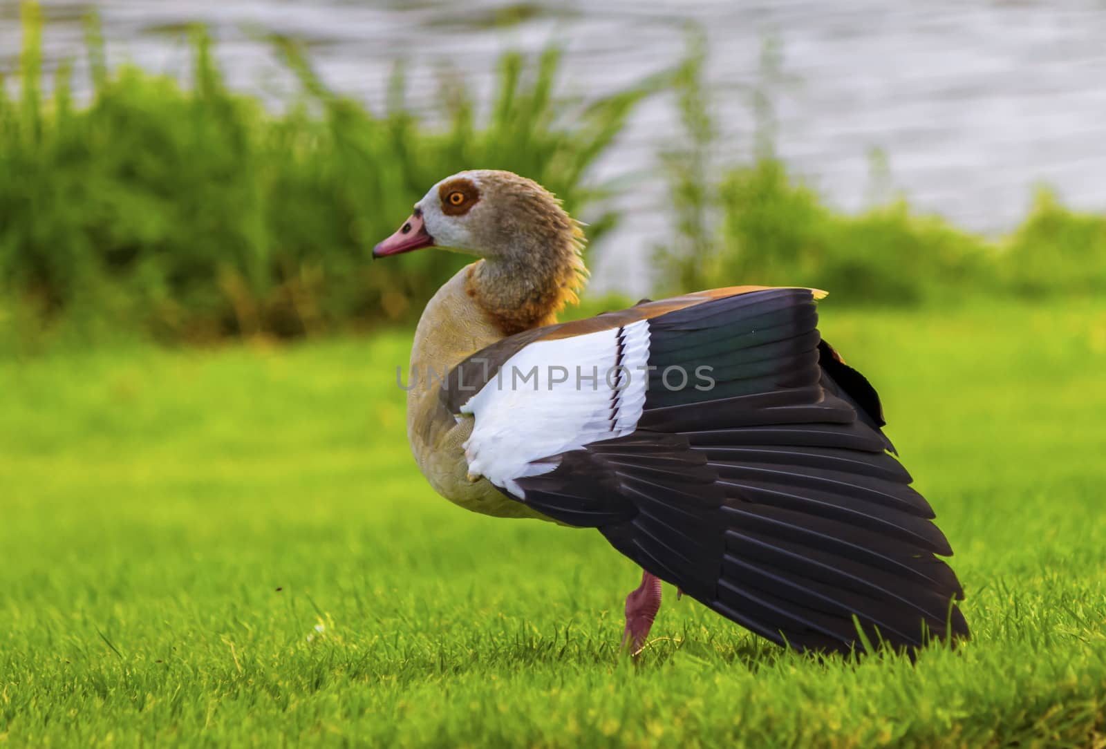 Egyptian goose, alopochen aegyptiacus, walking on the grass wings open near the water