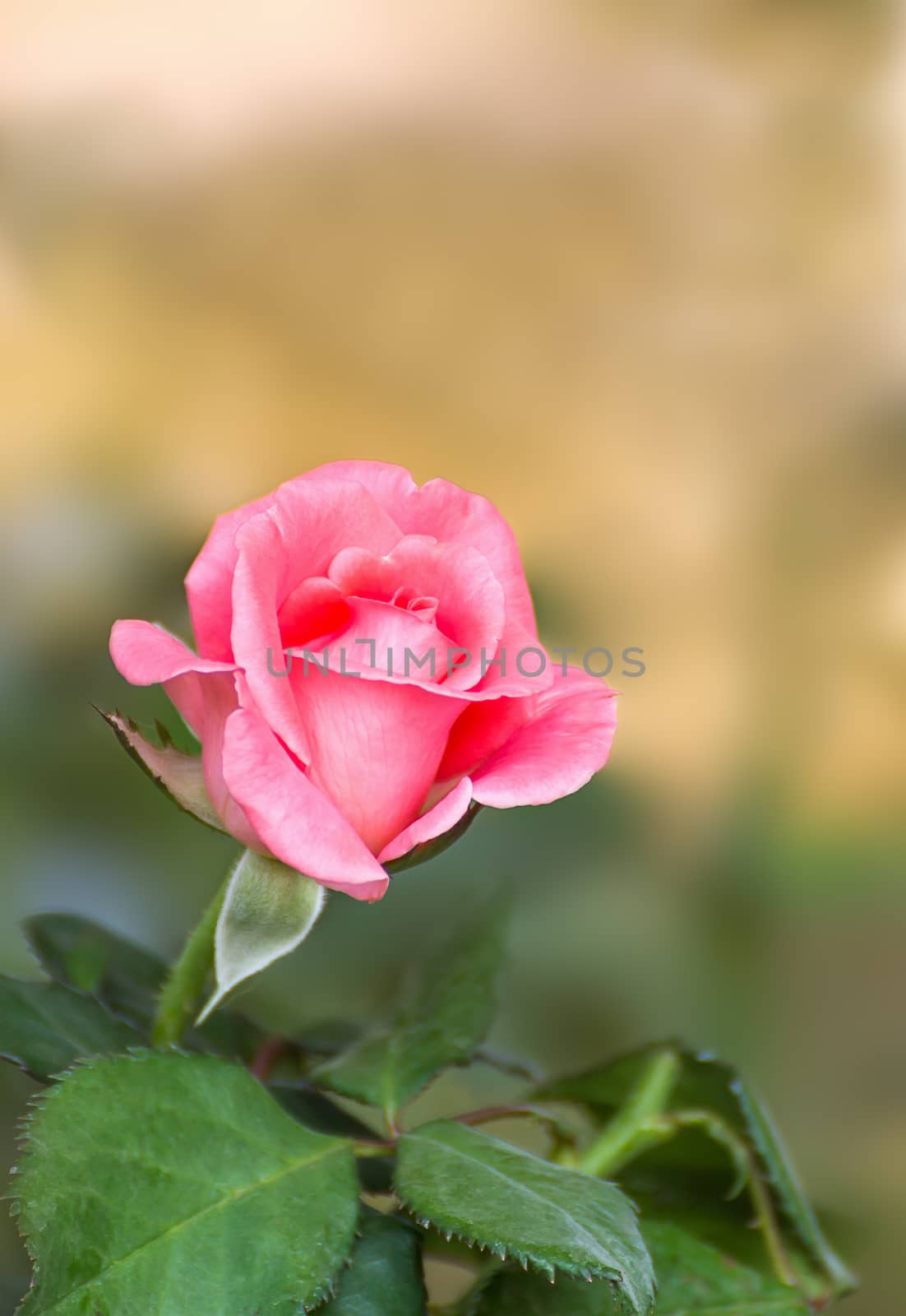 Pink rose flower blooming in the garden