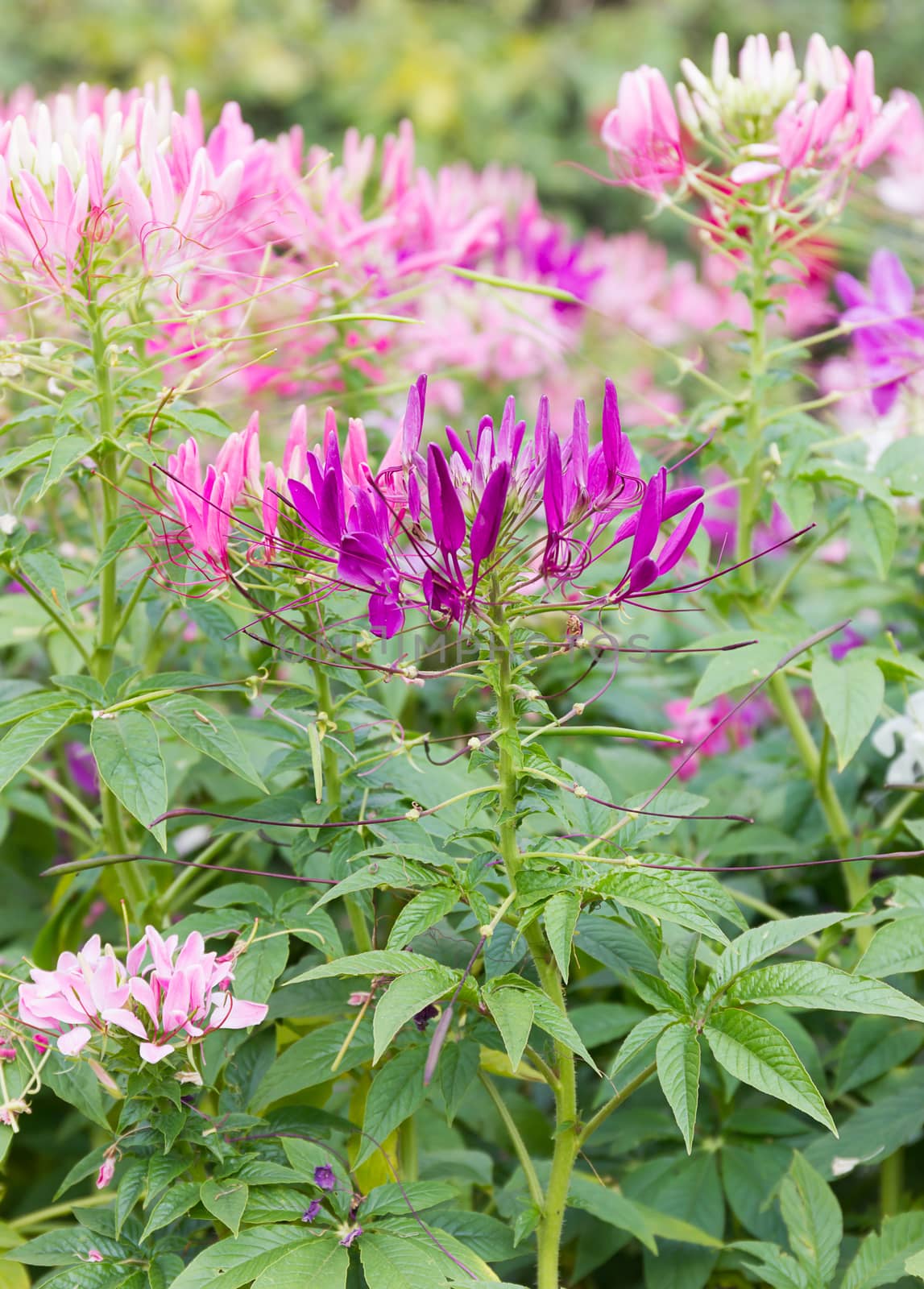 Pink spider flower in the garden by stoonn