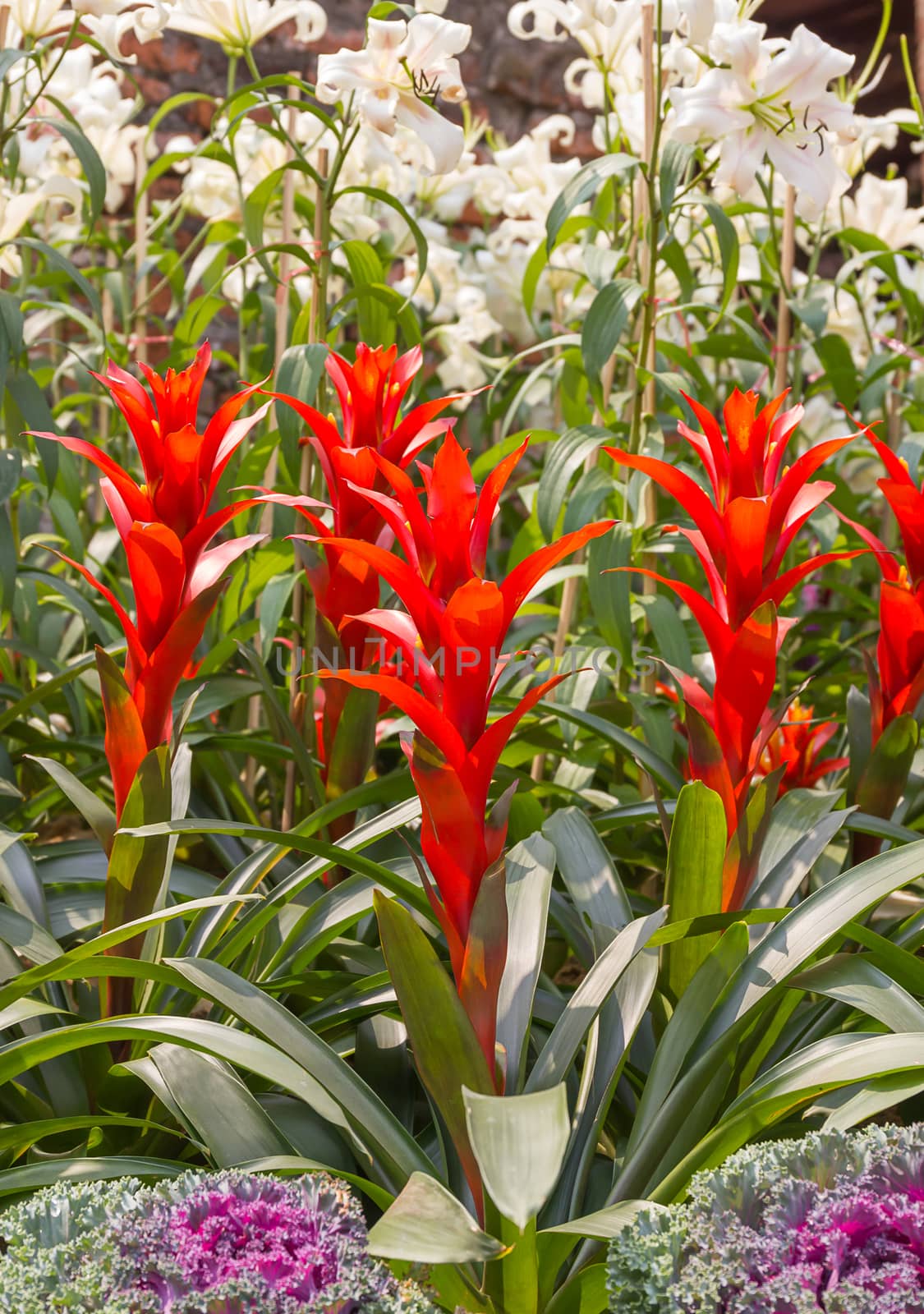 Close up Red blooming guzmania magnifica flower plants, Red guzmania magnifica flower plants in garden