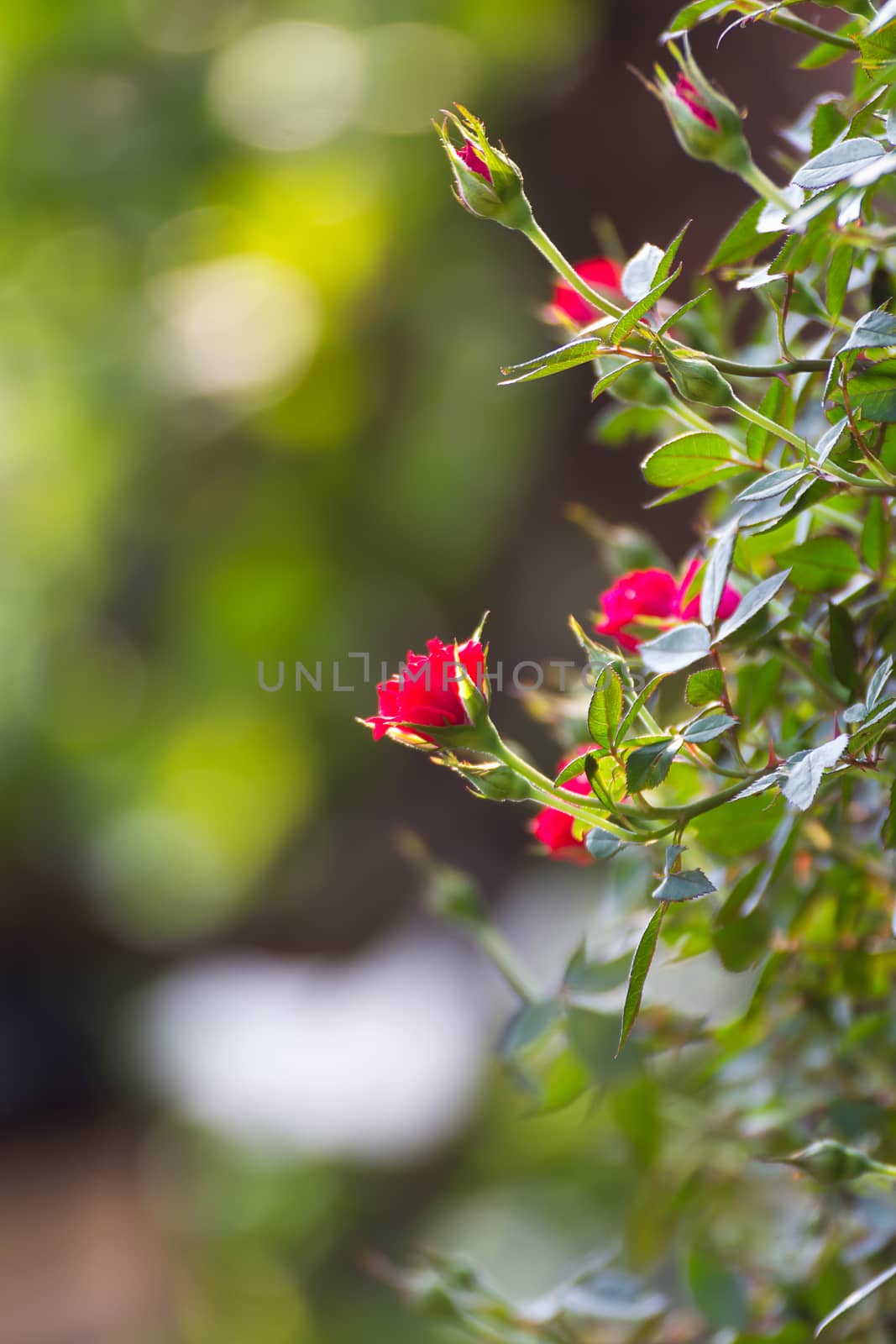 Red rose bush of Red roses in garden