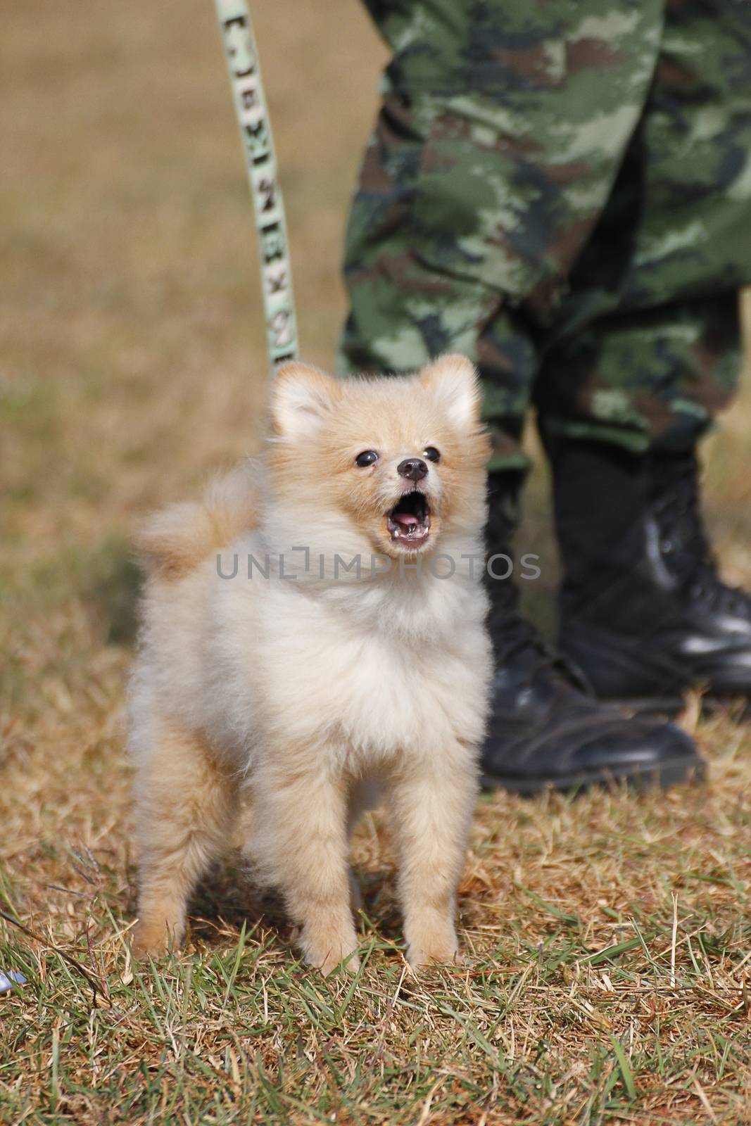 THAILAND- DECEMBER 18: Training Dogs of War, Thailand's Army on December 18, 2014 in Saraburi, Thailand.