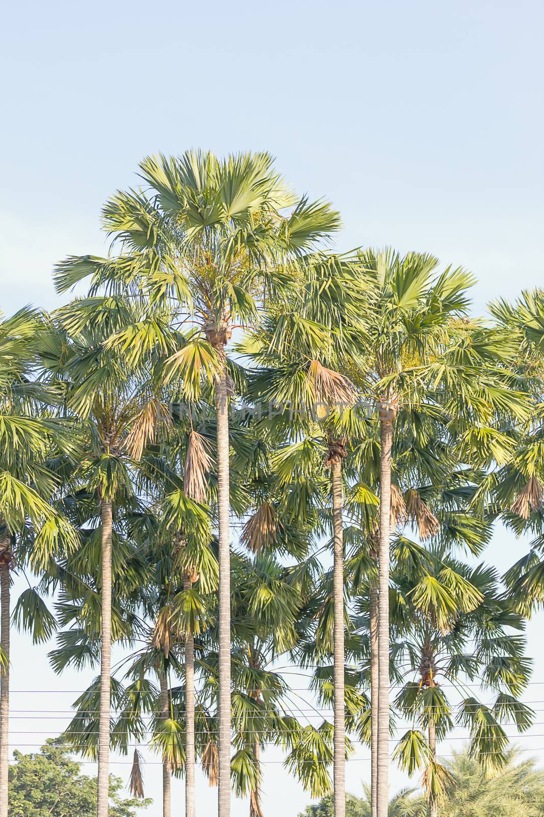 View of palm trees in summer time