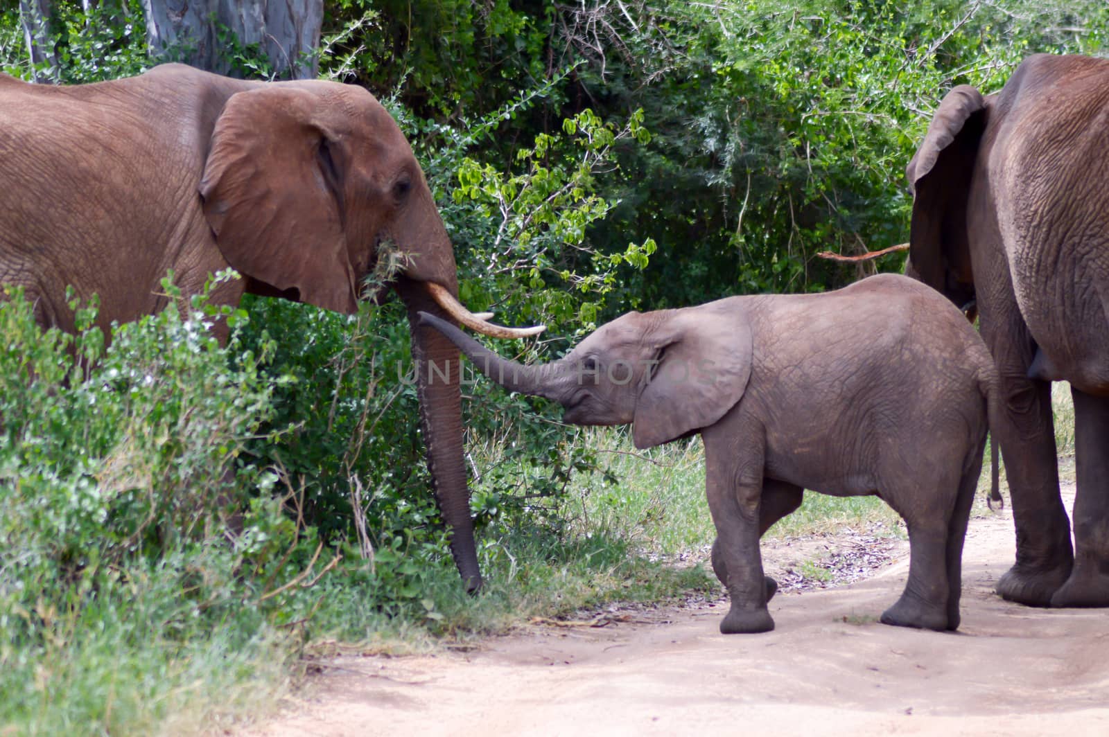 Elephant and her cub crossing the track in the savannah of Tsavo West Park in Kenya