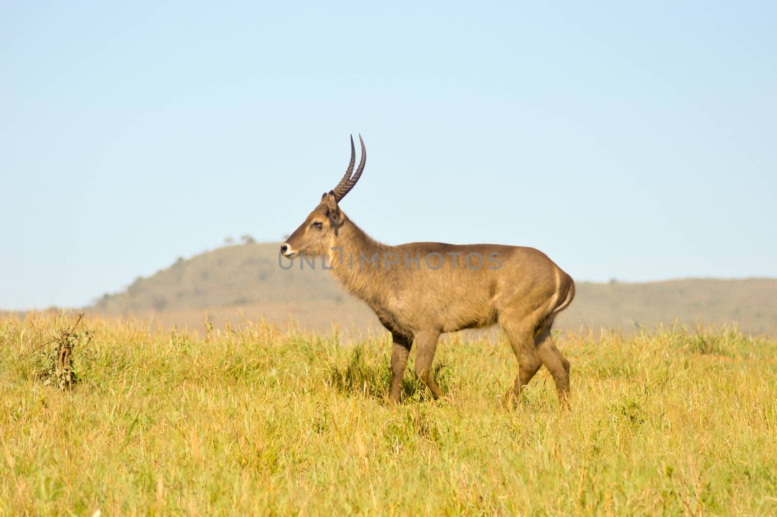 Topi has a slow gait in the savanna of West Tsavo Park in Kenya