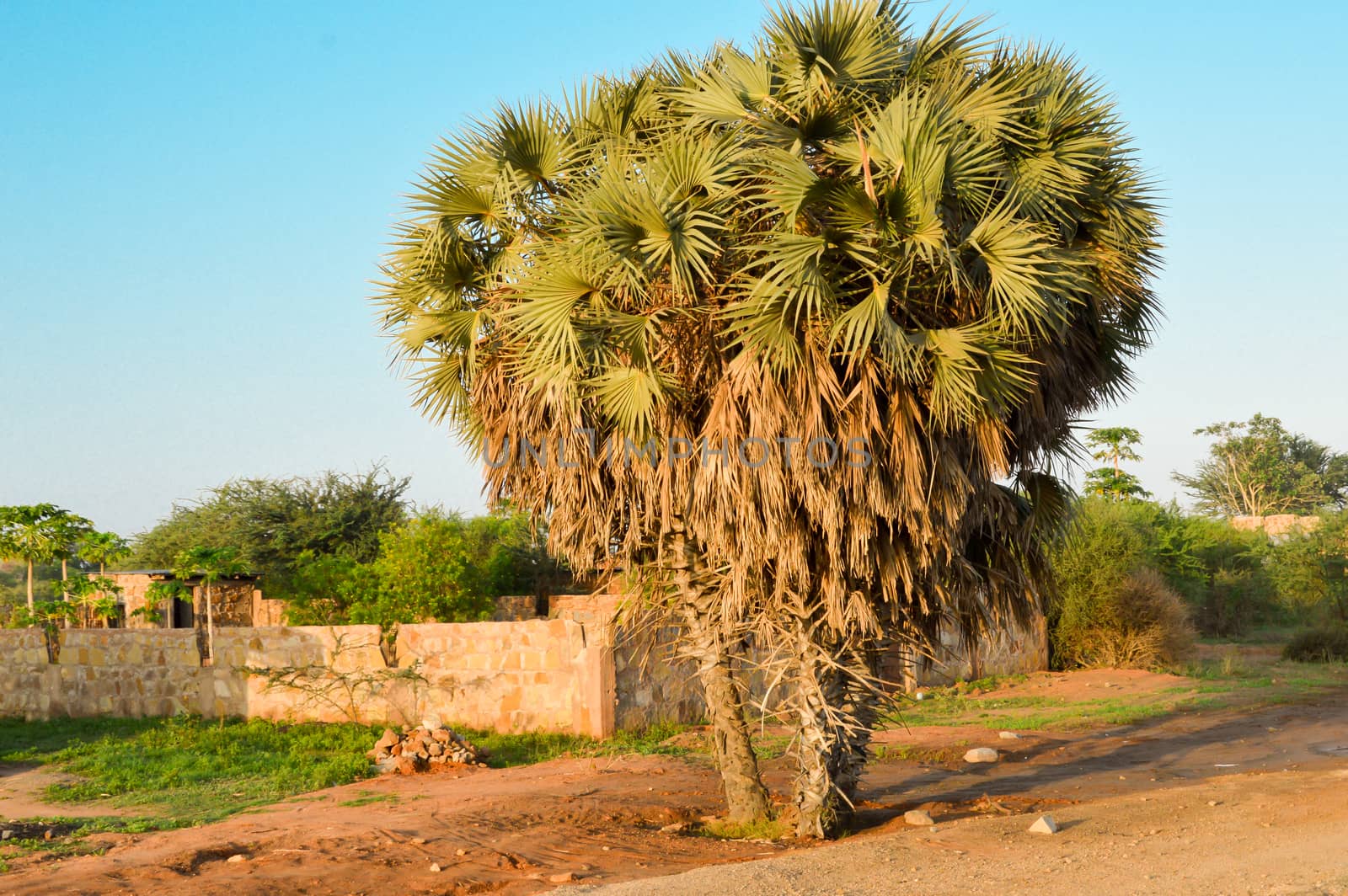 Trio of palm trees on the road  by Philou1000