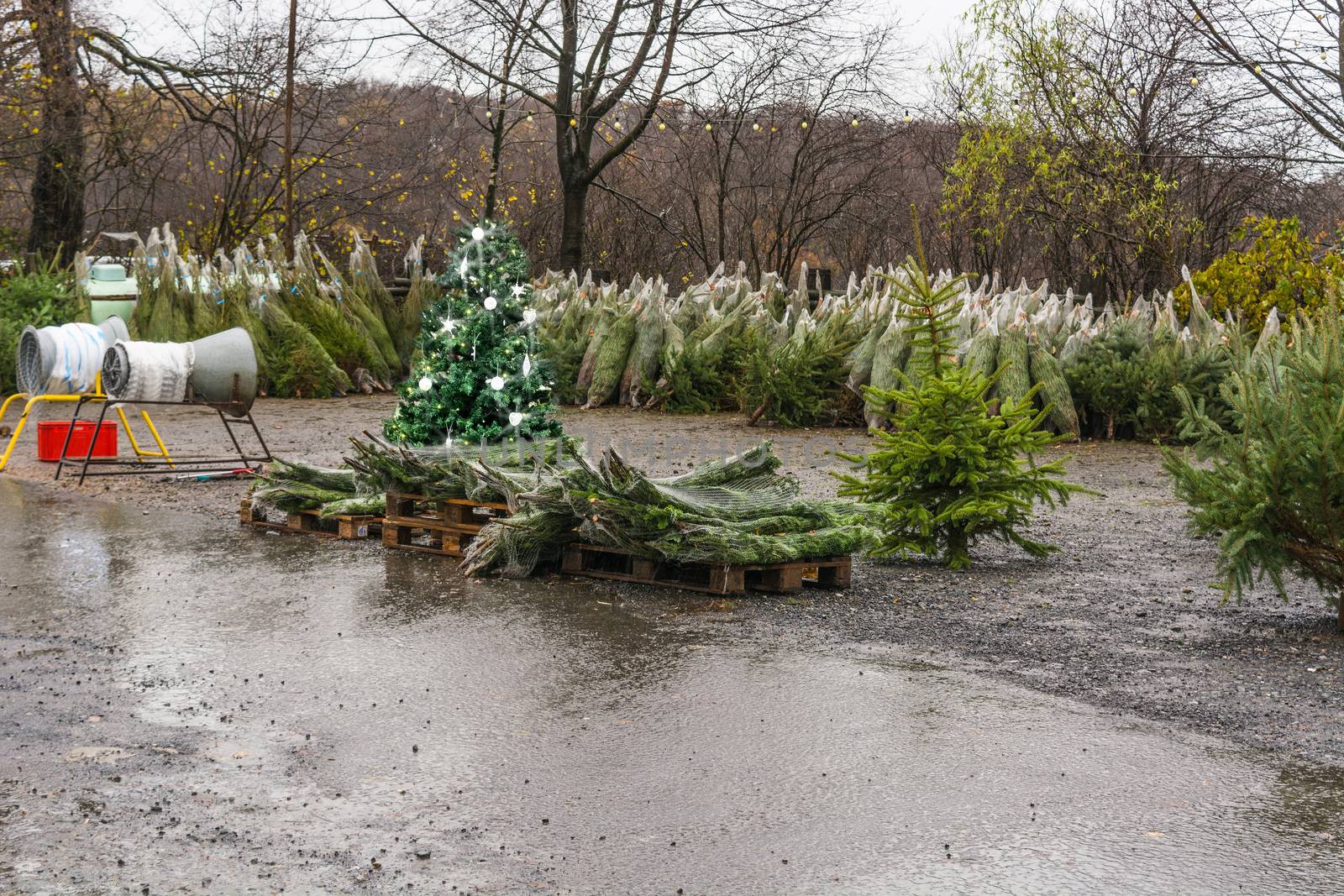 Christmas can come - Christmas trees at a mobile sales booth.