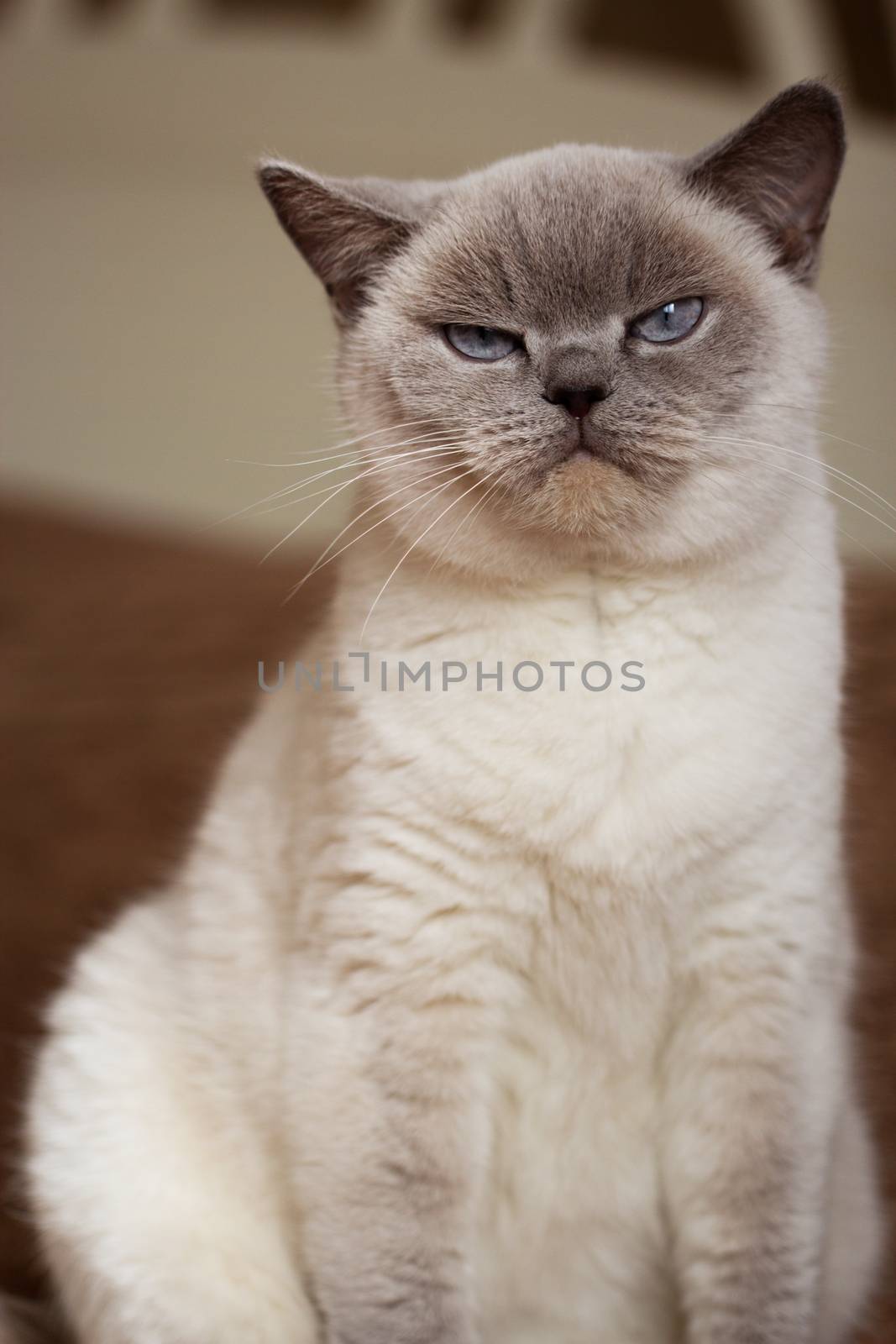 British white cat. British cat (color blue-point). British white cat with blue eyes