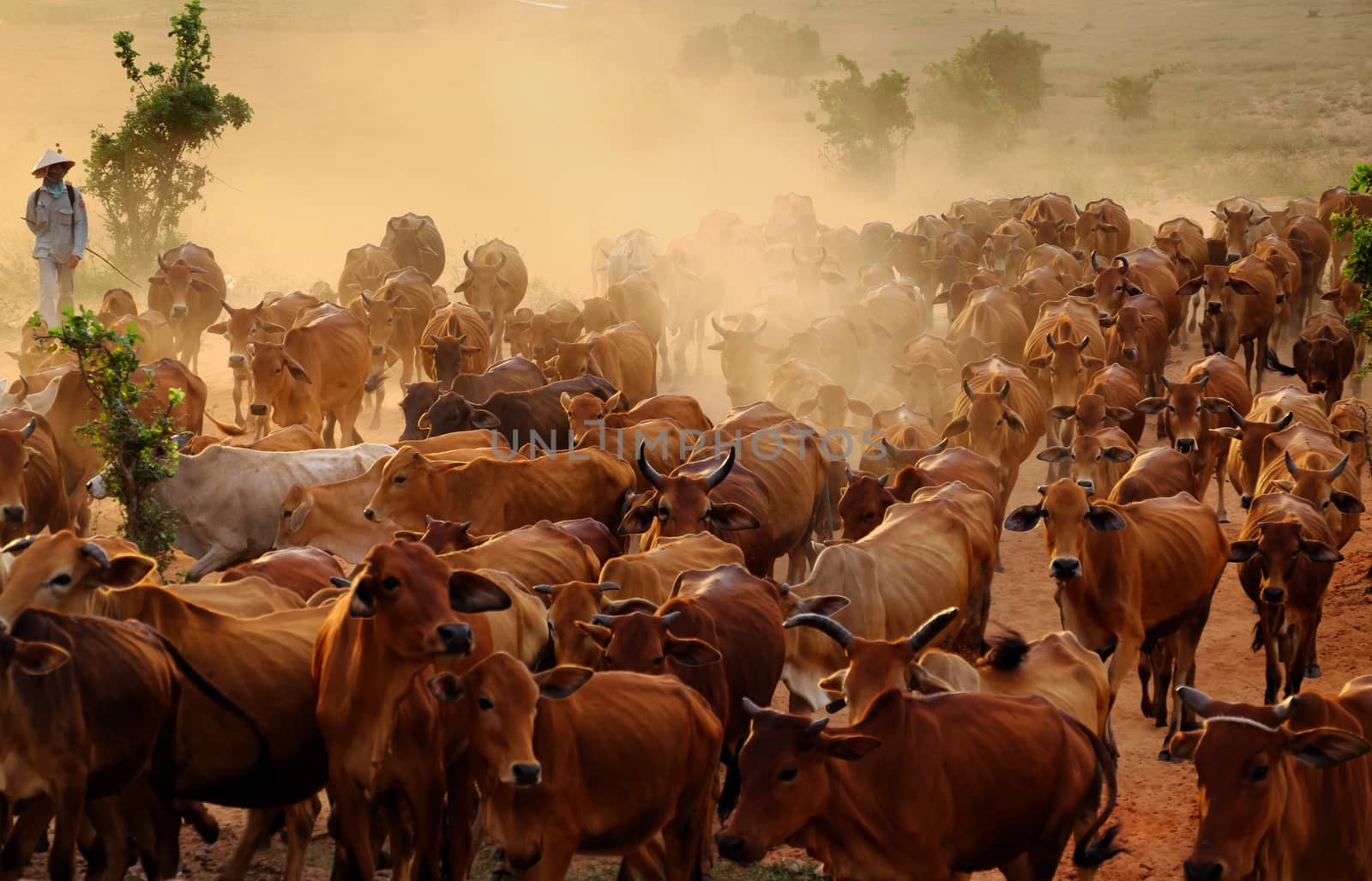 Amazing scene at Vietnam countryside in evening, cowboy herd cows move on meadow and make dust, livestock is a popular Vietnamese agriculture at Binh Thuan
