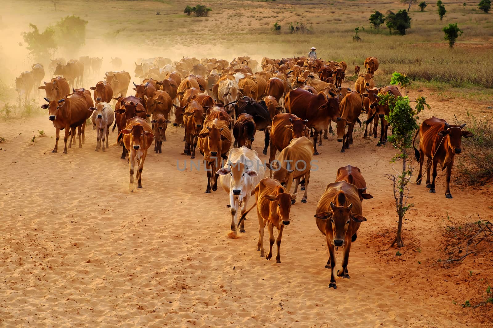 Amazing scene at Vietnam countryside in evening, cowboy herd cows move on meadow and make dust, livestock is a popular Vietnamese agriculture at Binh Thuan