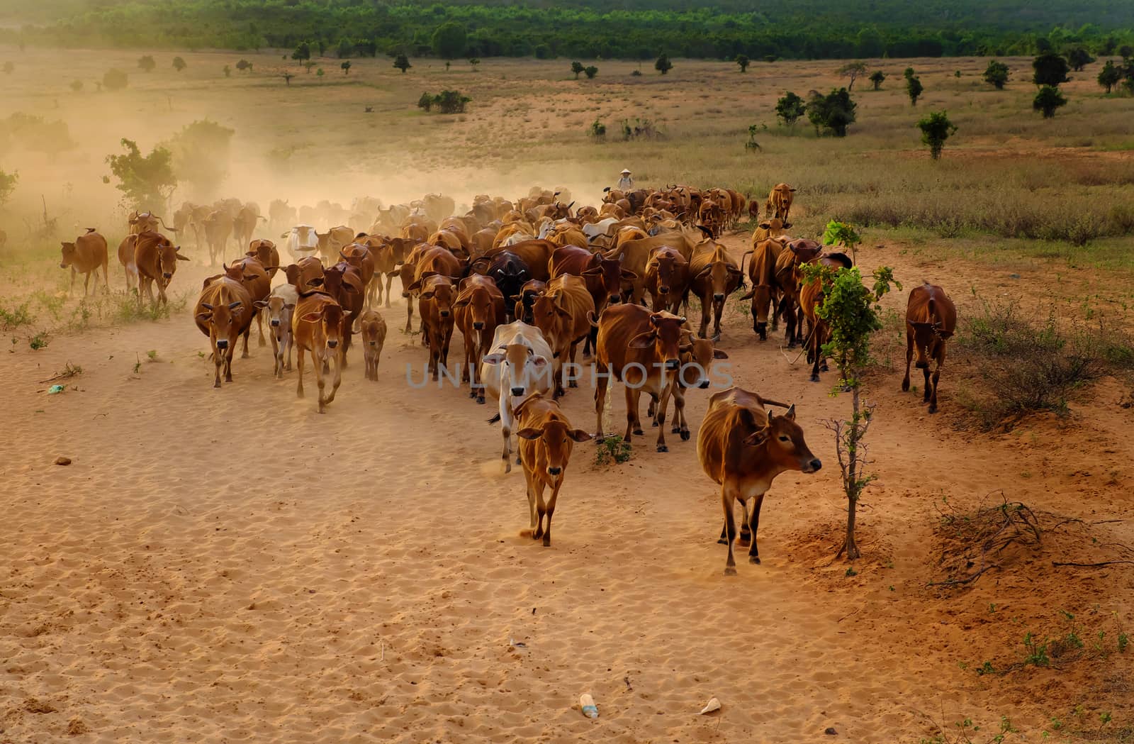 Amazing scene at Vietnam countryside in evening, cowboy herd cows move on meadow and make dust, livestock is a popular Vietnamese agriculture at Binh Thuan